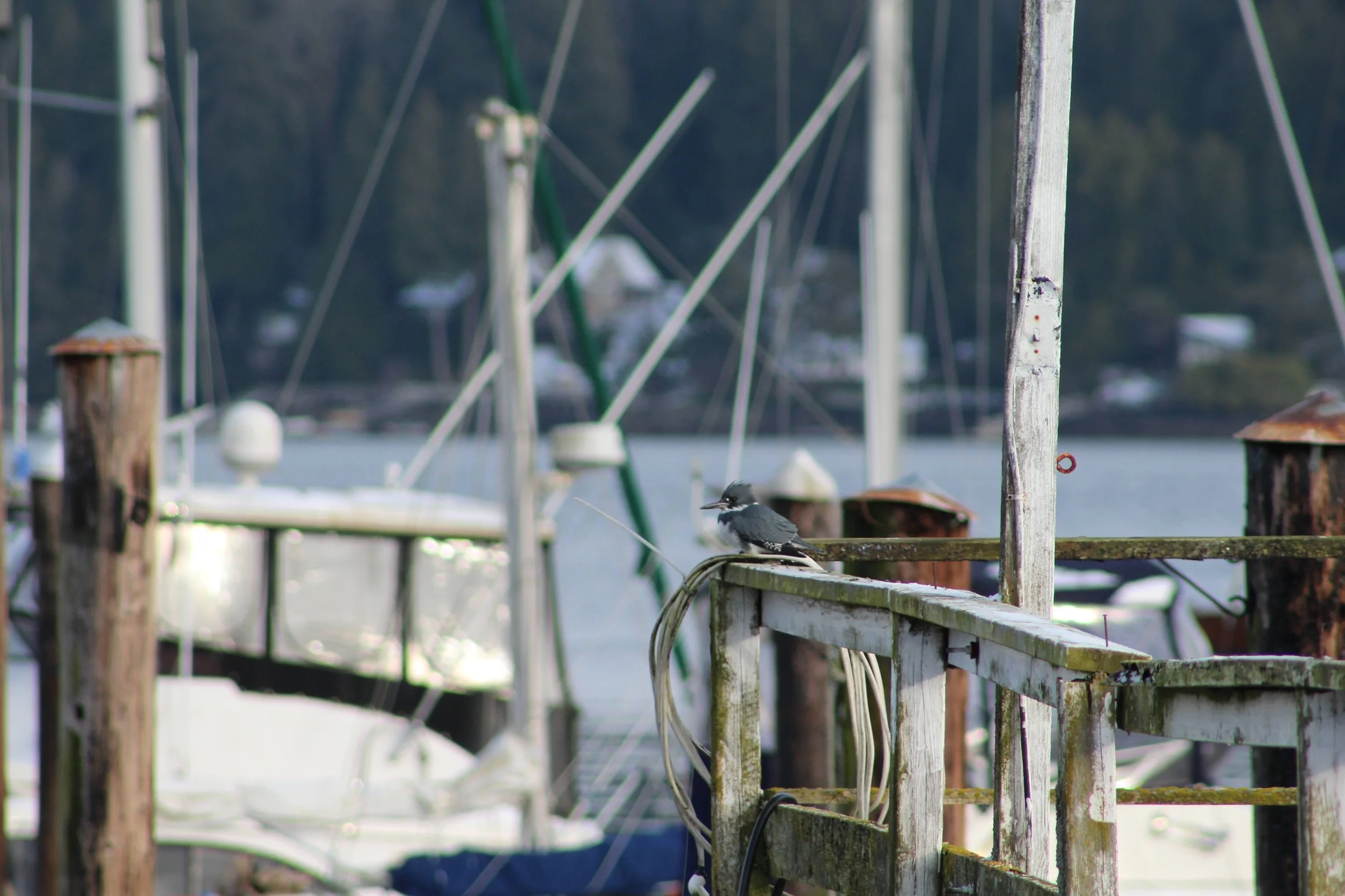 Copy of IMG_8254.JPG