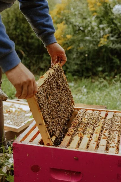 What Bees Have Taught Me About Food, Family, and the Future