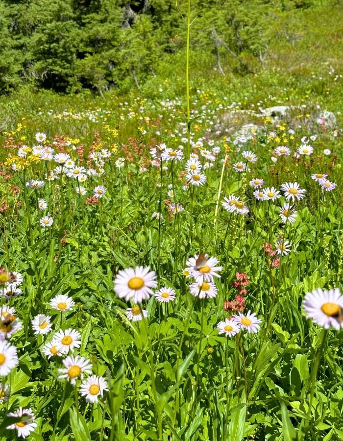 Flora Peak Meadow 2.jpg