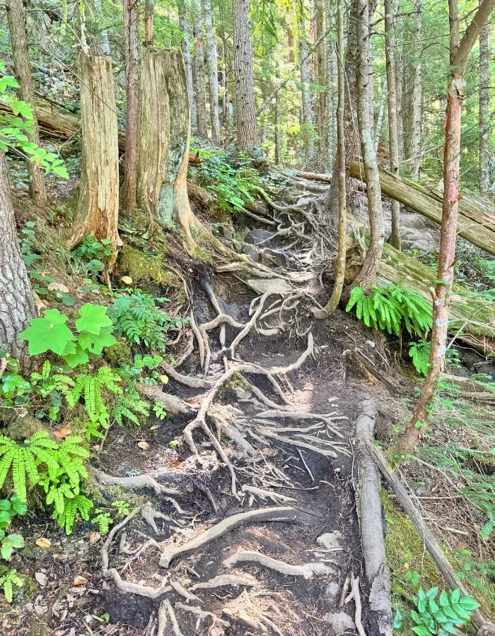 Flora Peak - Roots.jpg