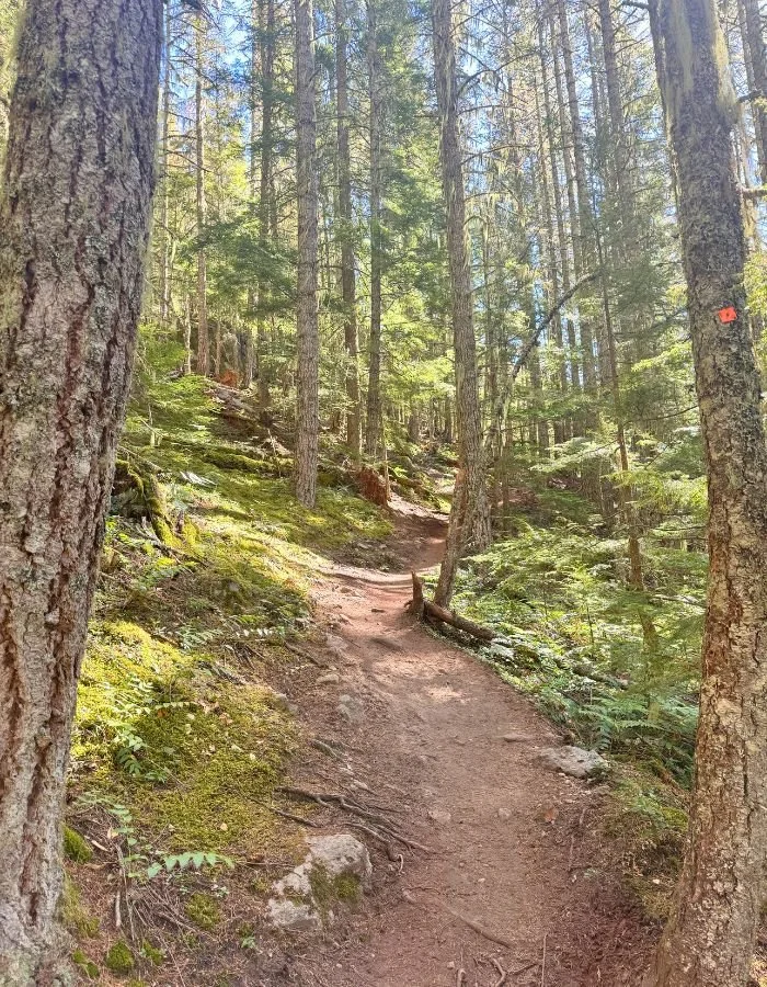 Flora Peak - Roots (1).jpg