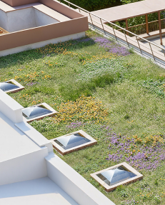 Rooftop garden with grass, small flowering plants, and skylights.