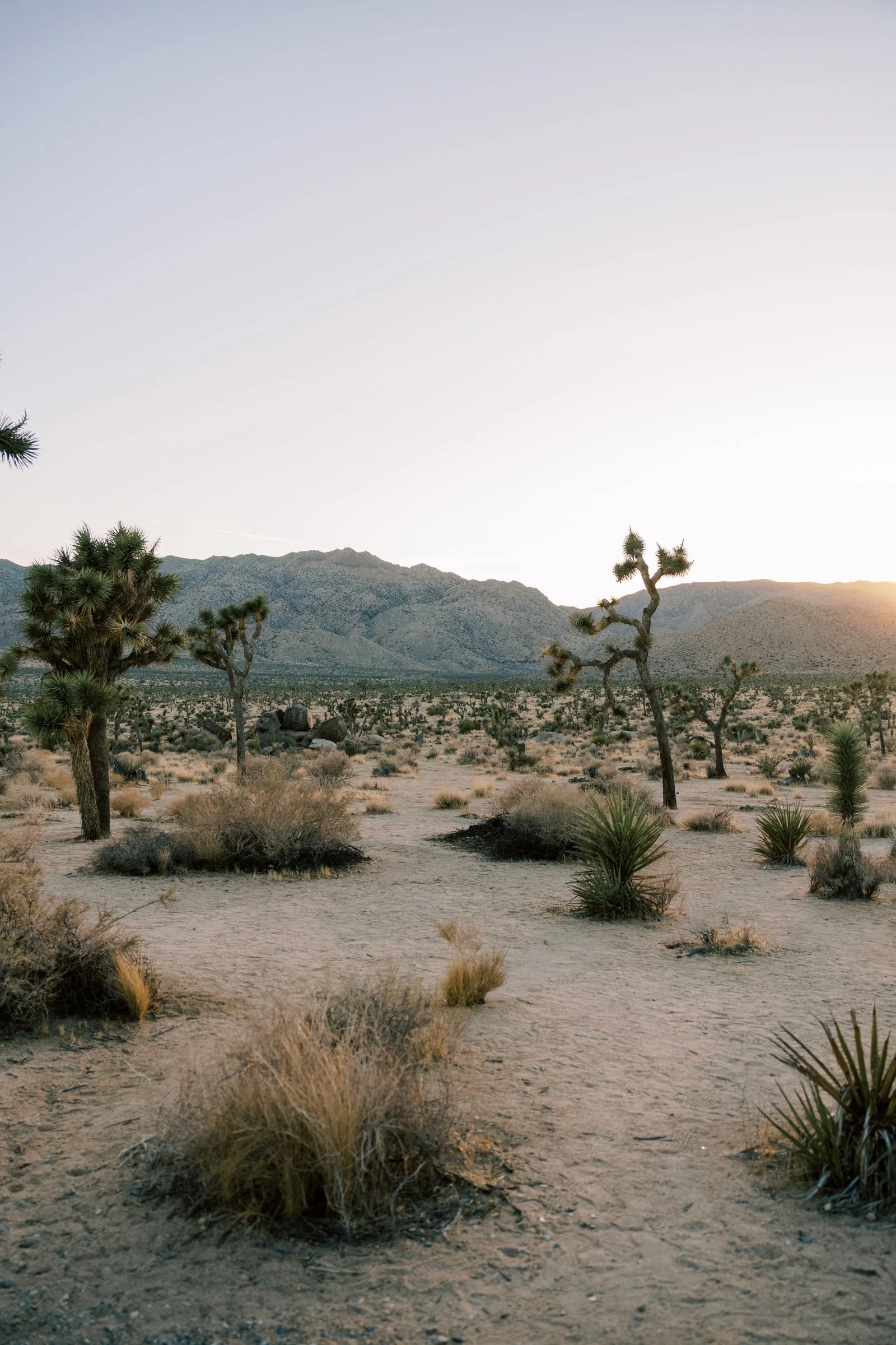 From Promise to Fulfillment: How Isaiah 54 Became My Lifeline