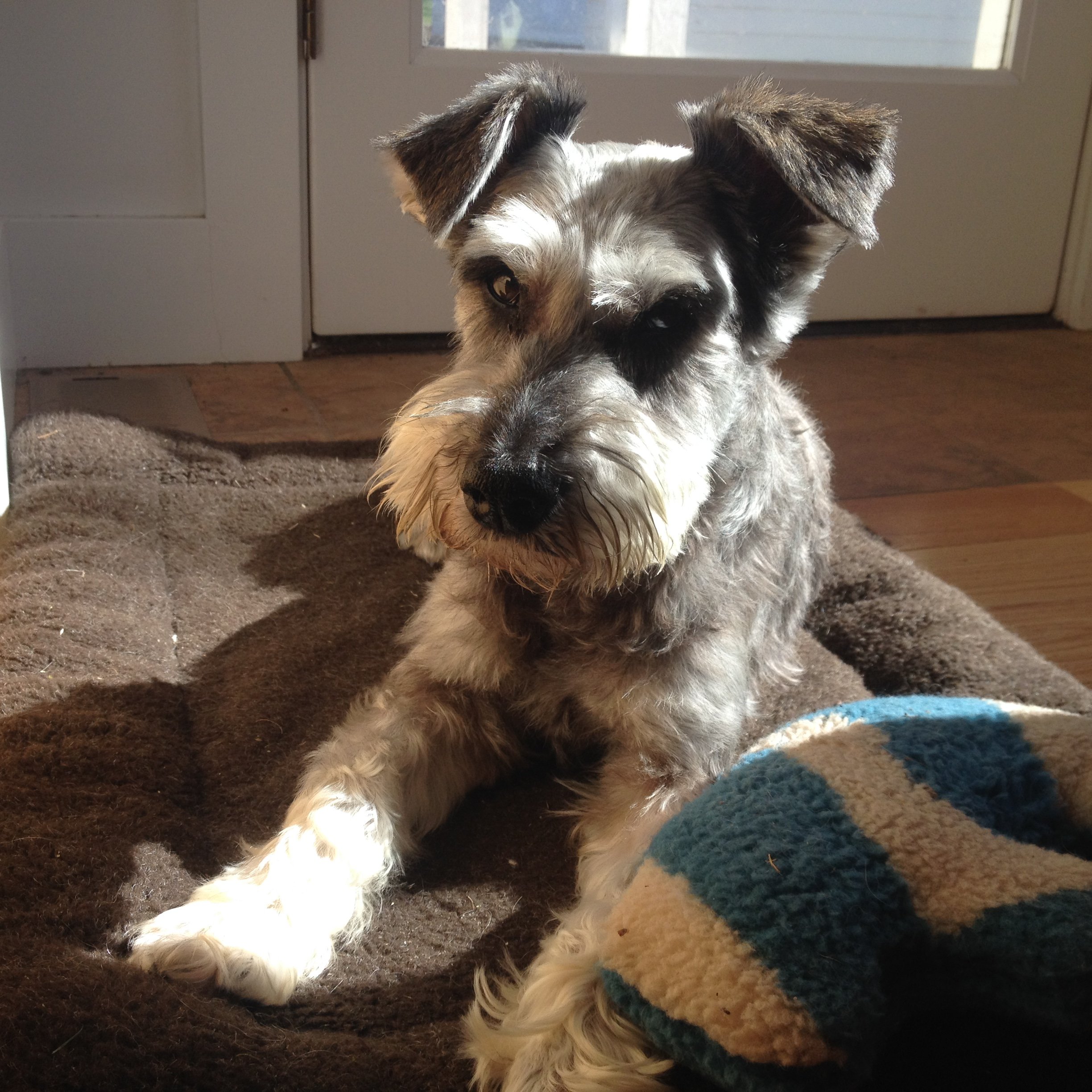a schnauzer on a mat sitting in the sun