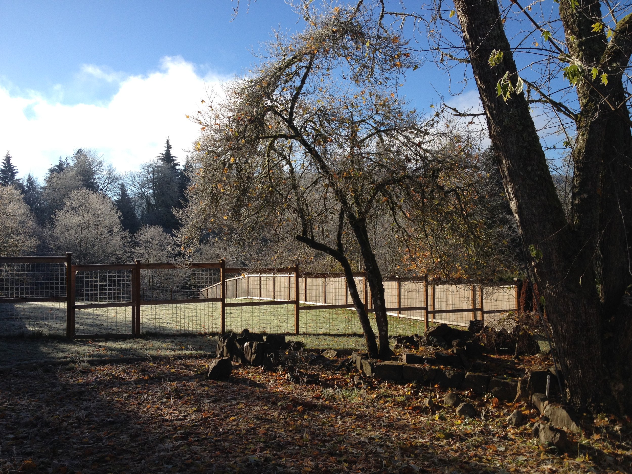 The fenced yard at Fall City Dog Boarding