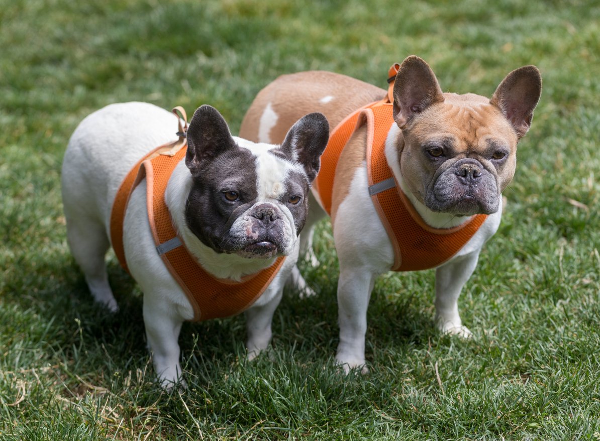 two french bulldogs in a yard