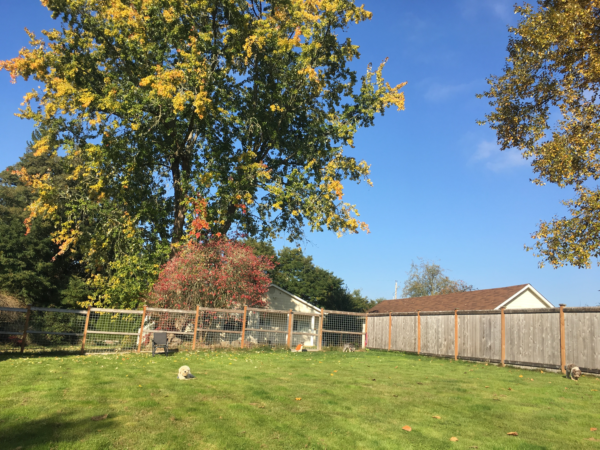 A few of the yard with dogs playing