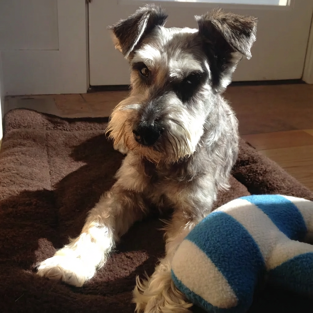 Dog sitting on a mat in the sun