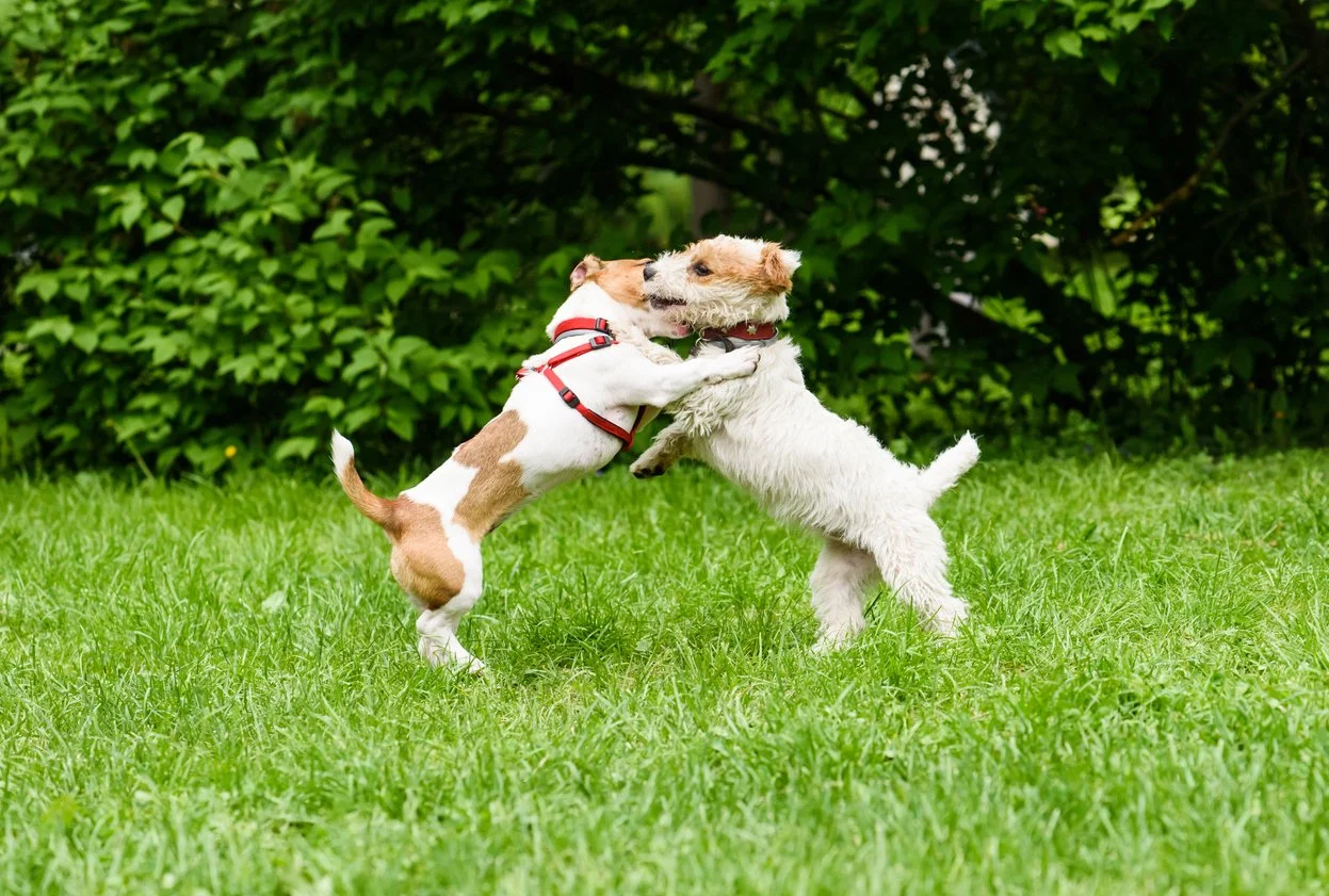 two jack russell dogs playing