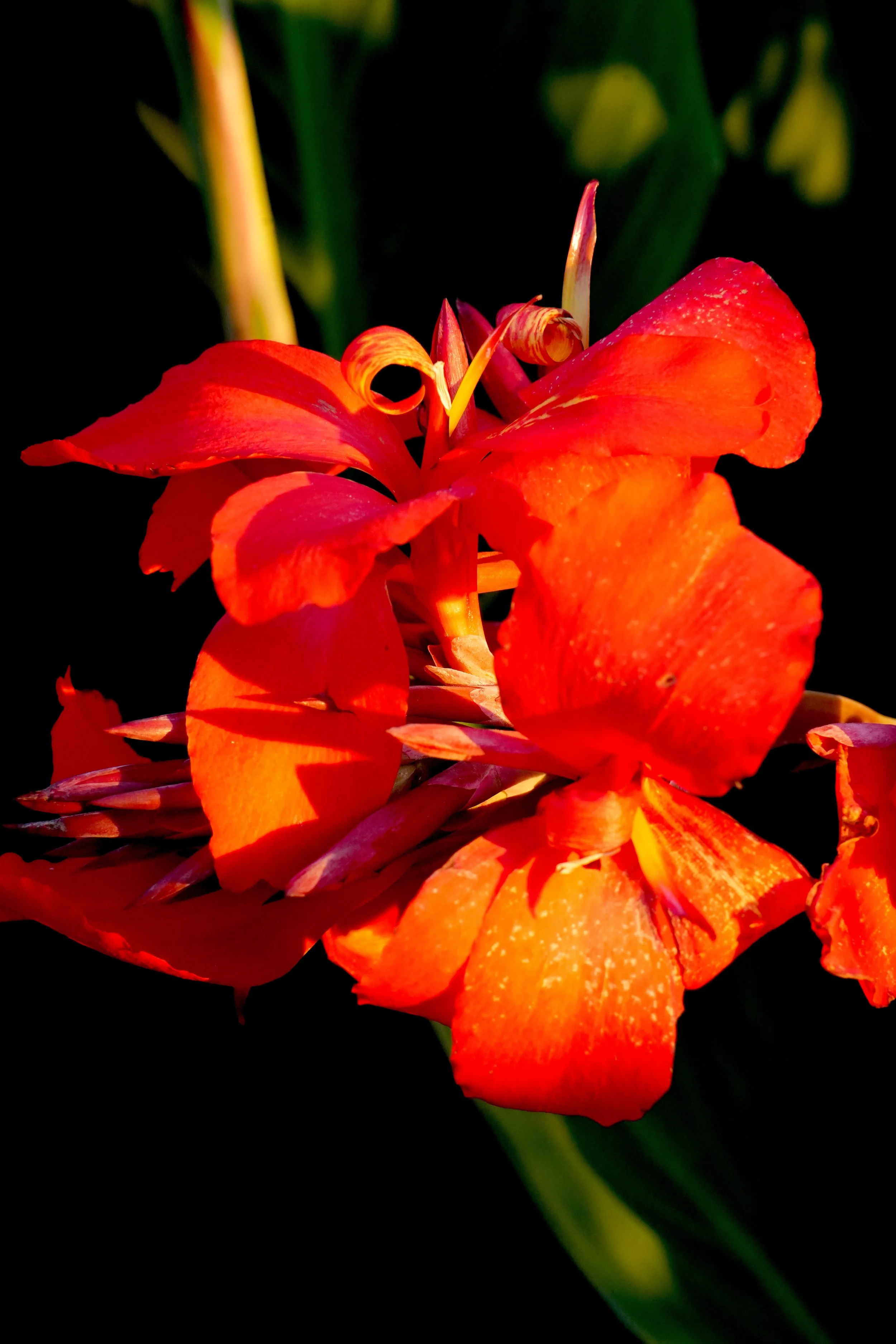 Close-up of a vibrant orange flower with delicate petals against a dark background.