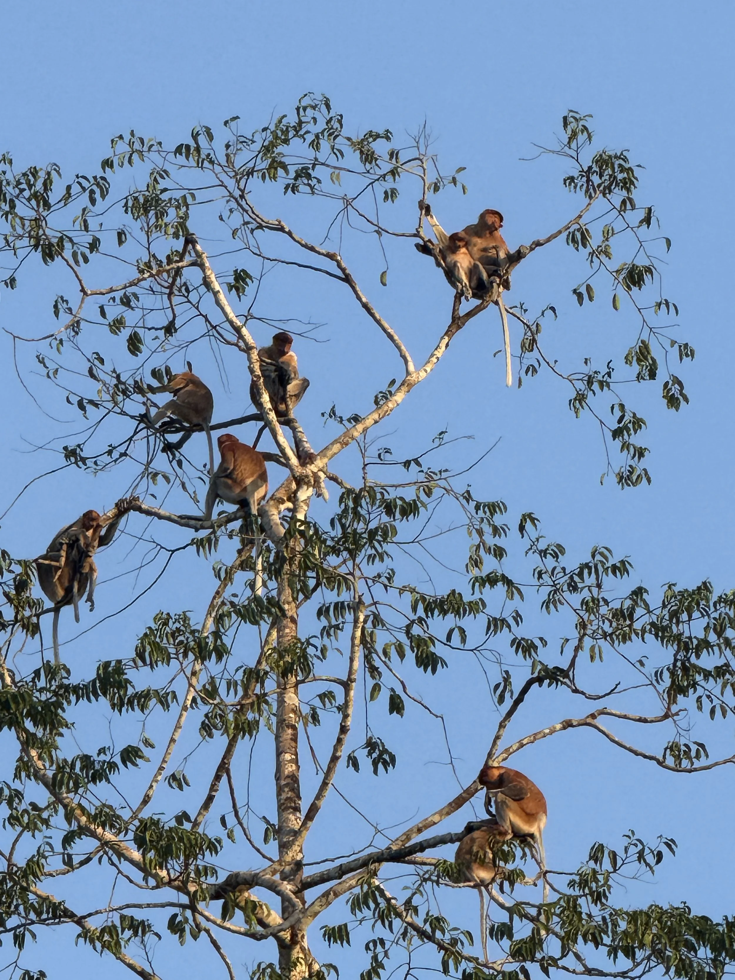 20Folktales - Borneo.JPG