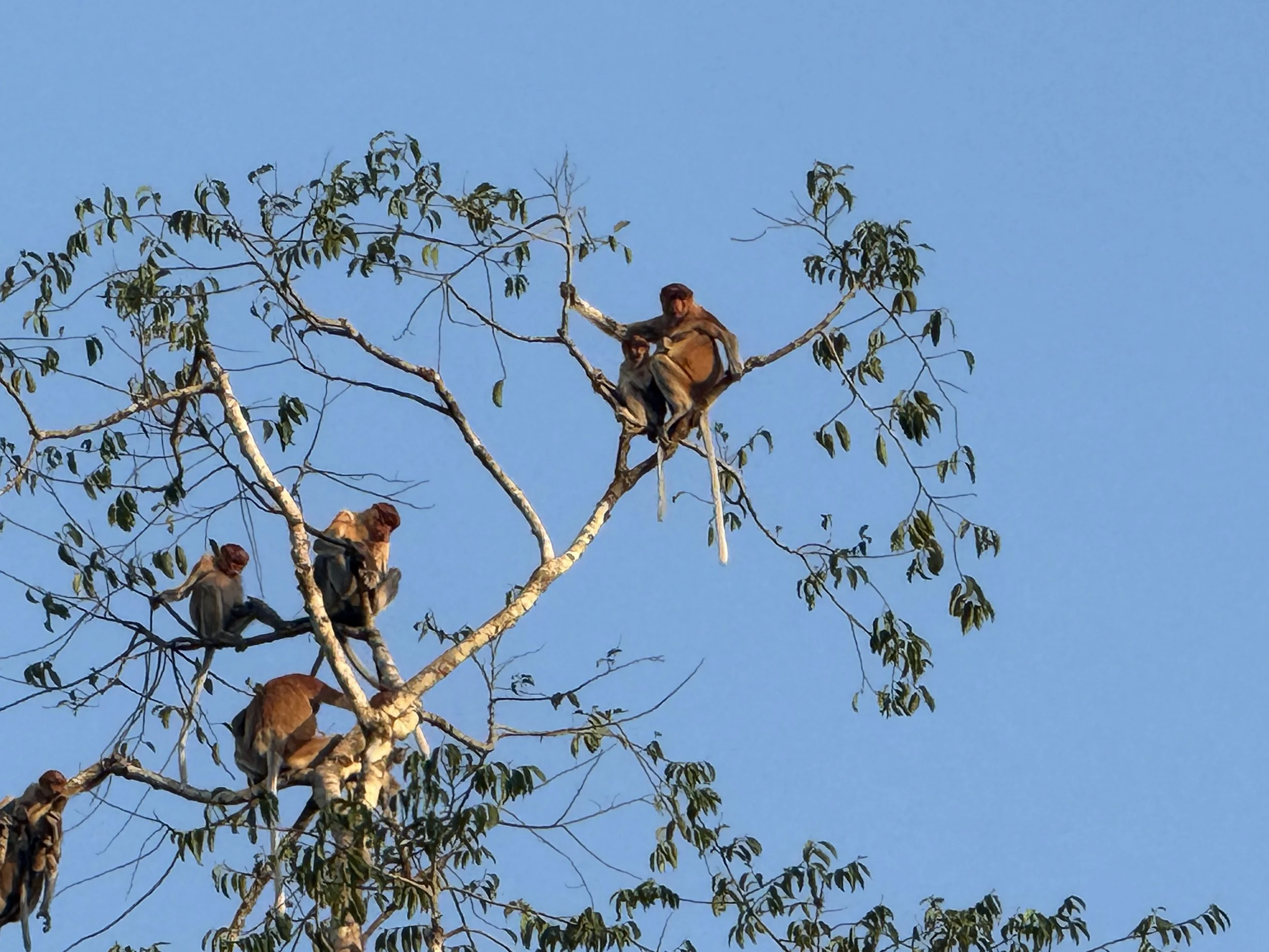 11Folktales - Borneo.JPG