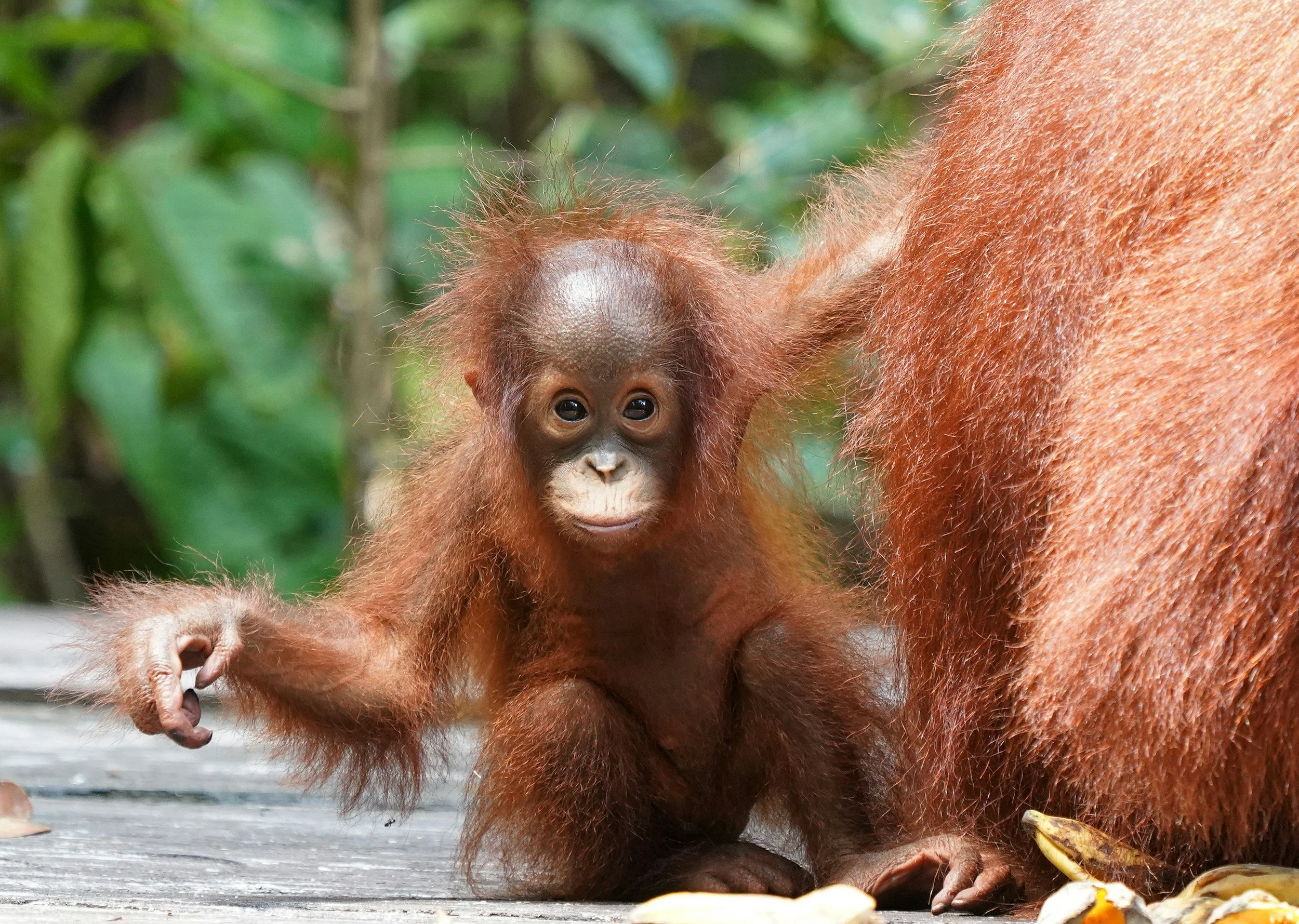 A young orangutan with brown fur and a bald face sitting on a wooden surface, holding a banana peel, with lush green foliage in the background.