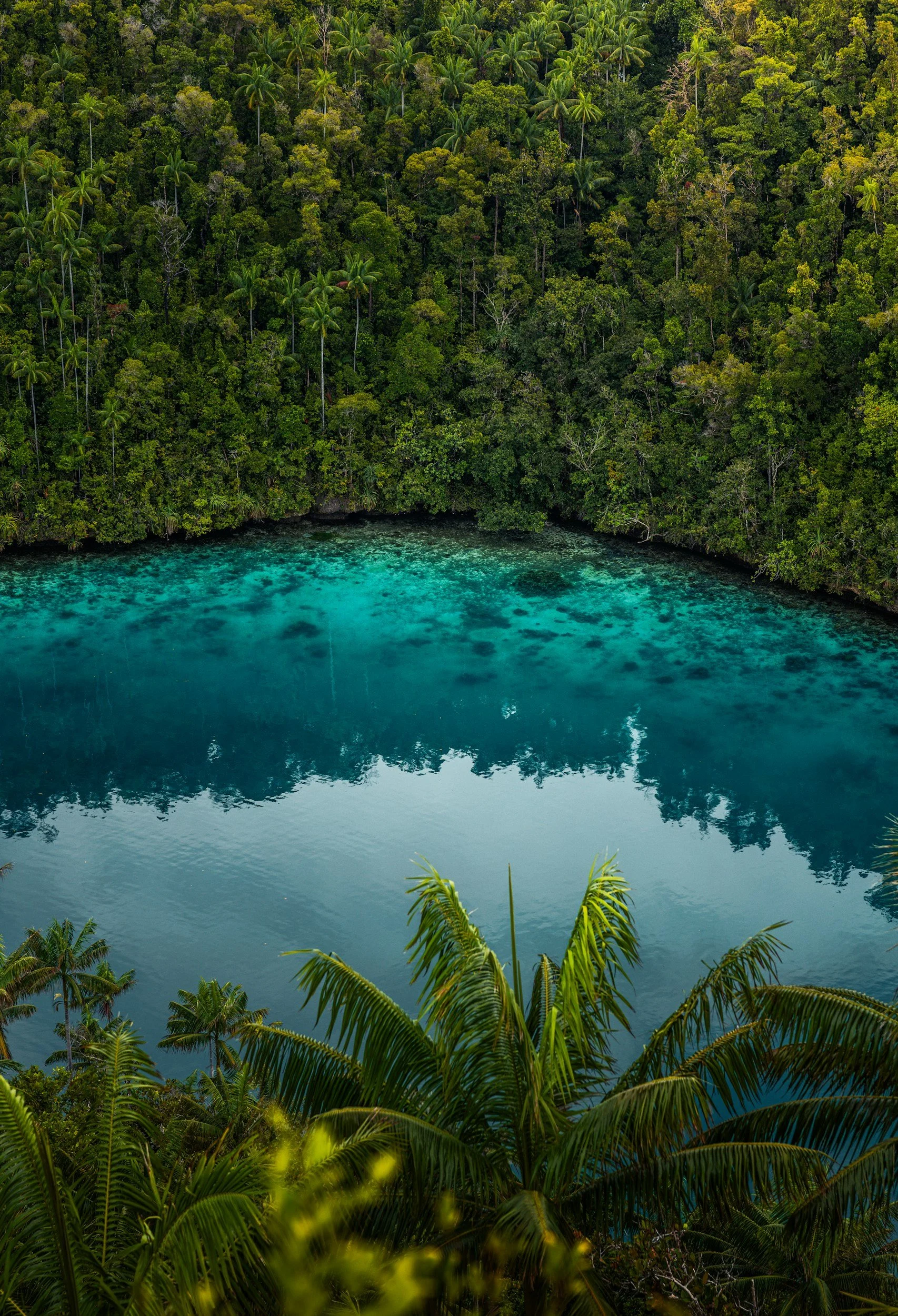 A tropical rainforest surrounding a clear blue lagoon with lush green trees, including palm trees, along the shoreline.