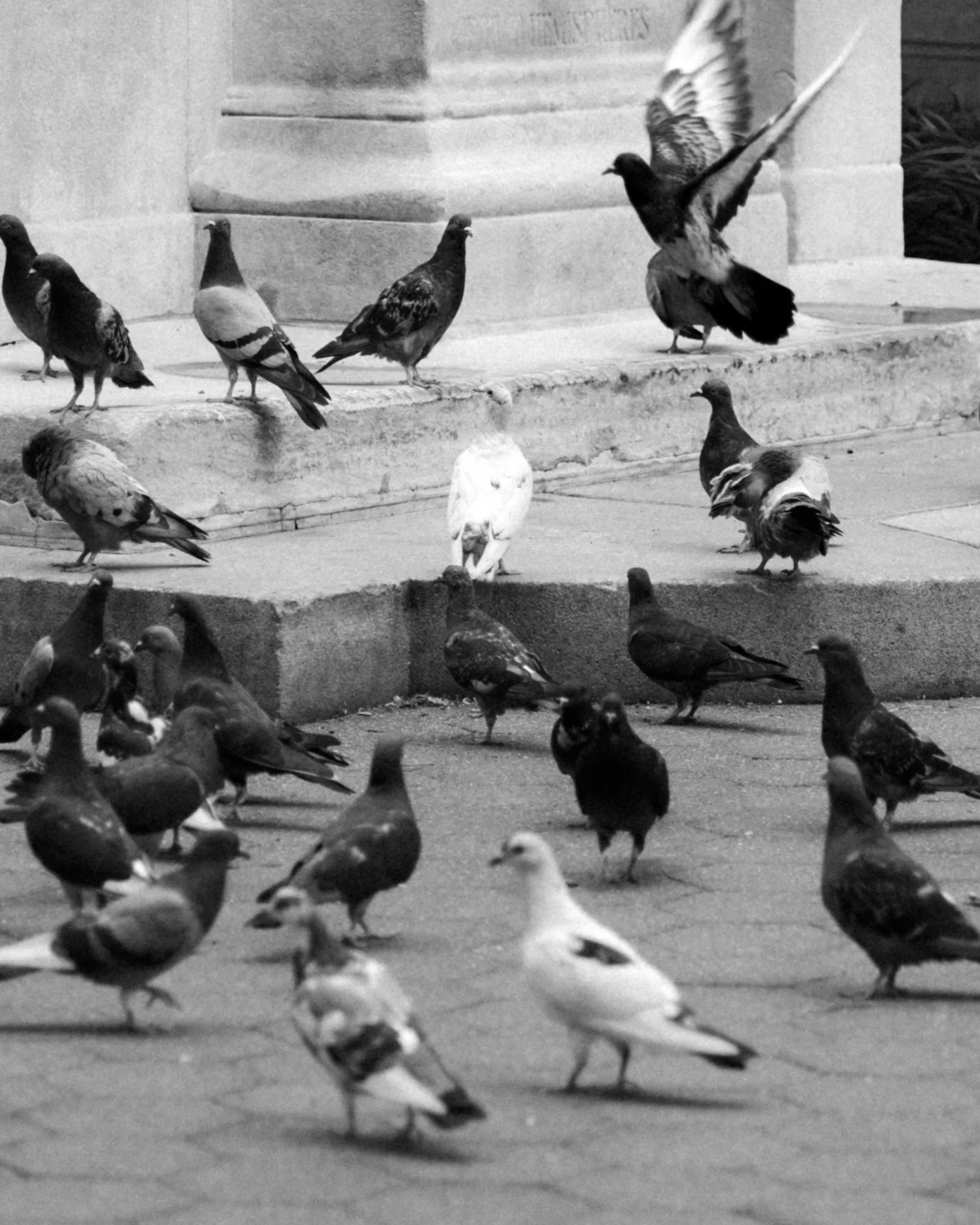 Multiple pigeons gather on a sidewalk in front of a building, with one pigeon taking flight. Black and white photograph.