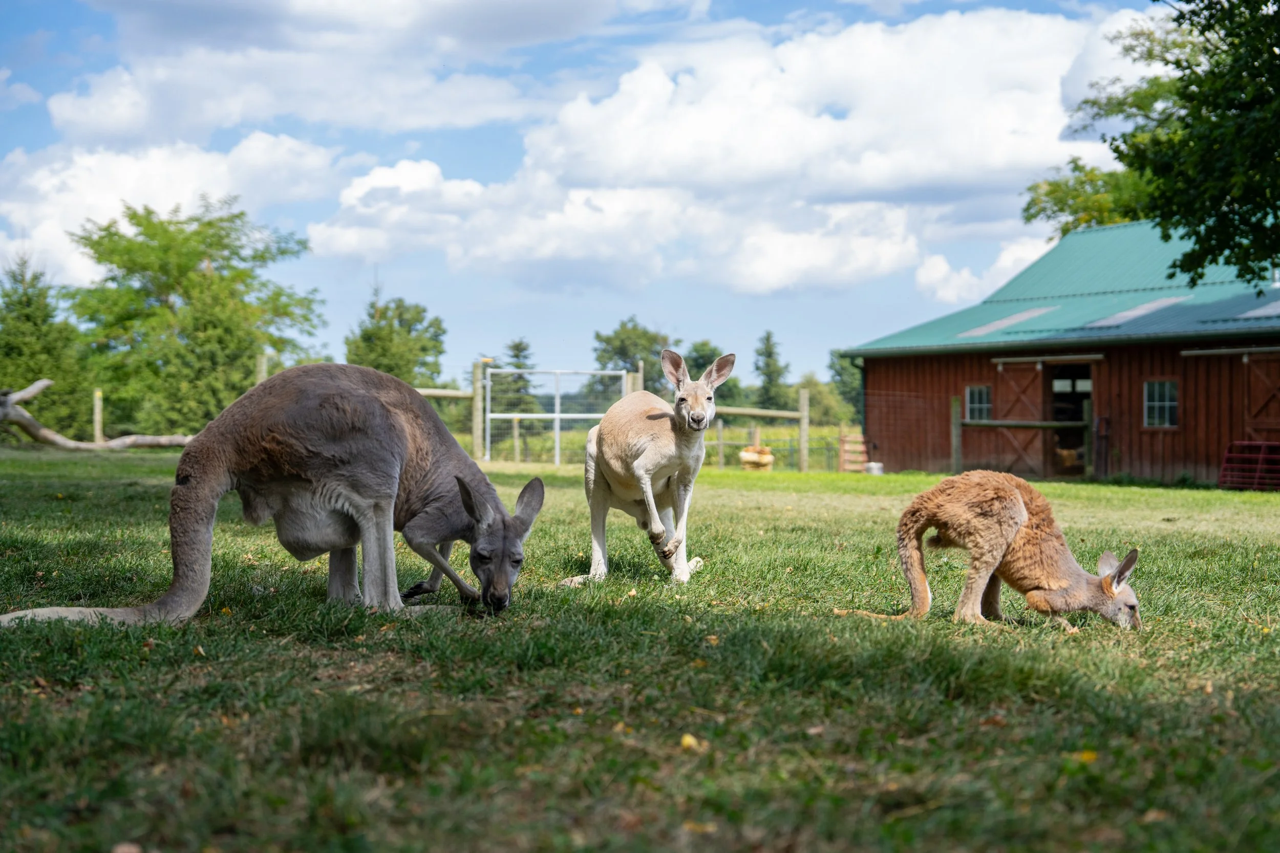 Stokoe Farms - 2.JPG