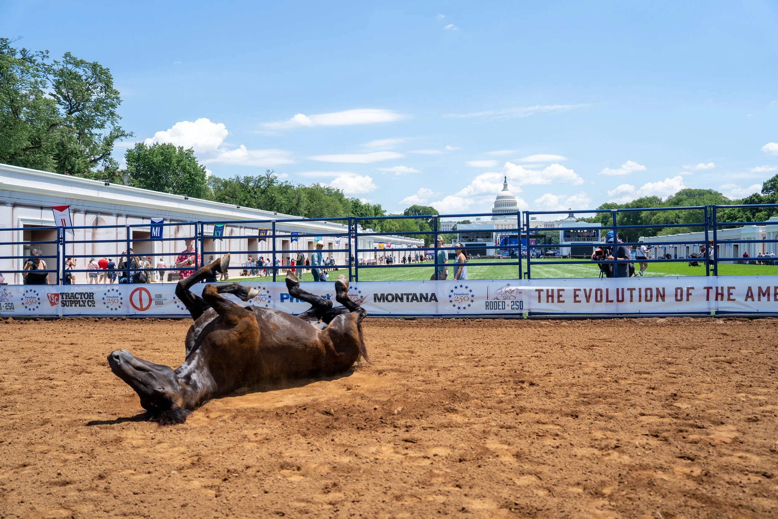 A horse rolls around in the dirt during the Great American State Fair hosted by Freedom250 at the National Mall in Washington, D.C., on Thursday, June 25, 2026. (Natasha Kaiser/The Hill)