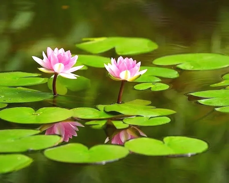 Group Meditation Practice