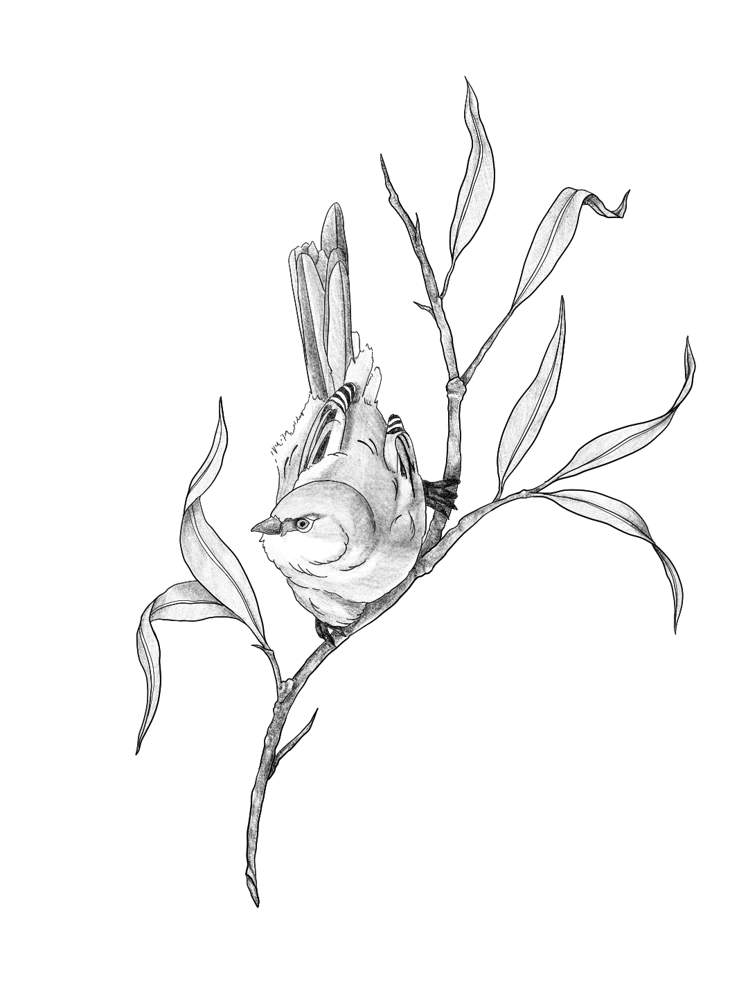 Untitled_Artwork 2.png