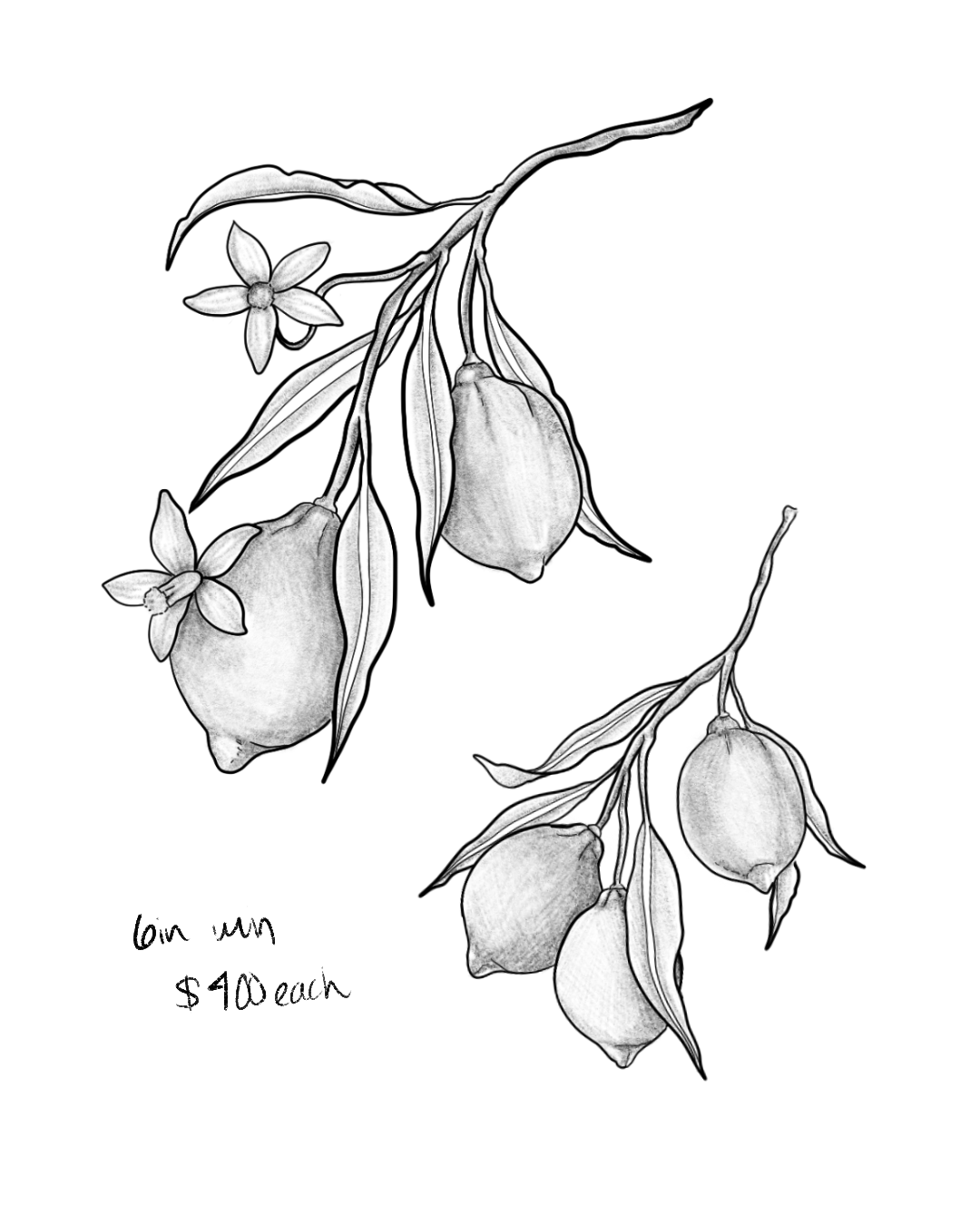 Untitled_Artwork 7.png