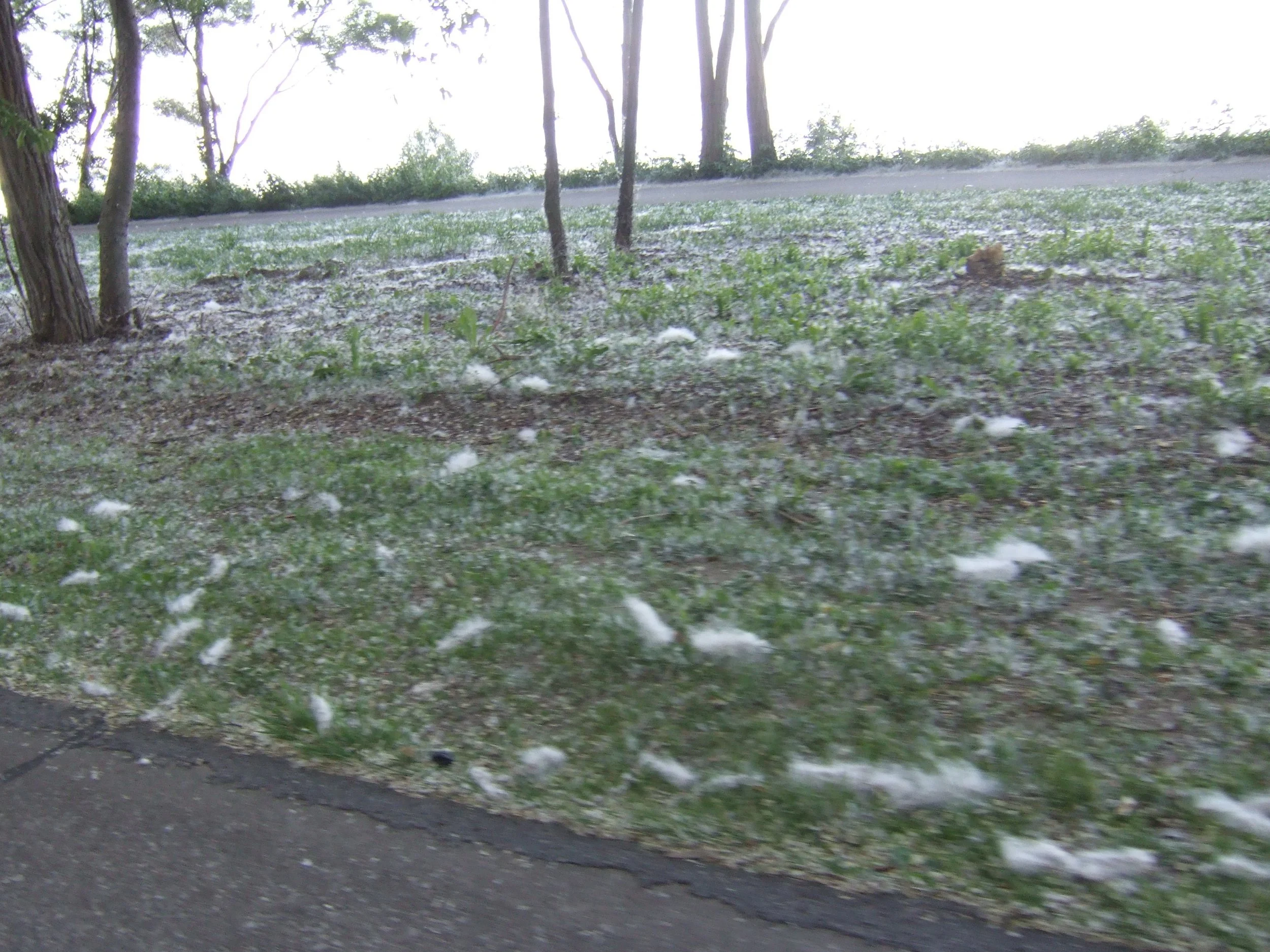 June Snow in Erie: The Weather Oddity That Kicks off Summer — Weird Erie