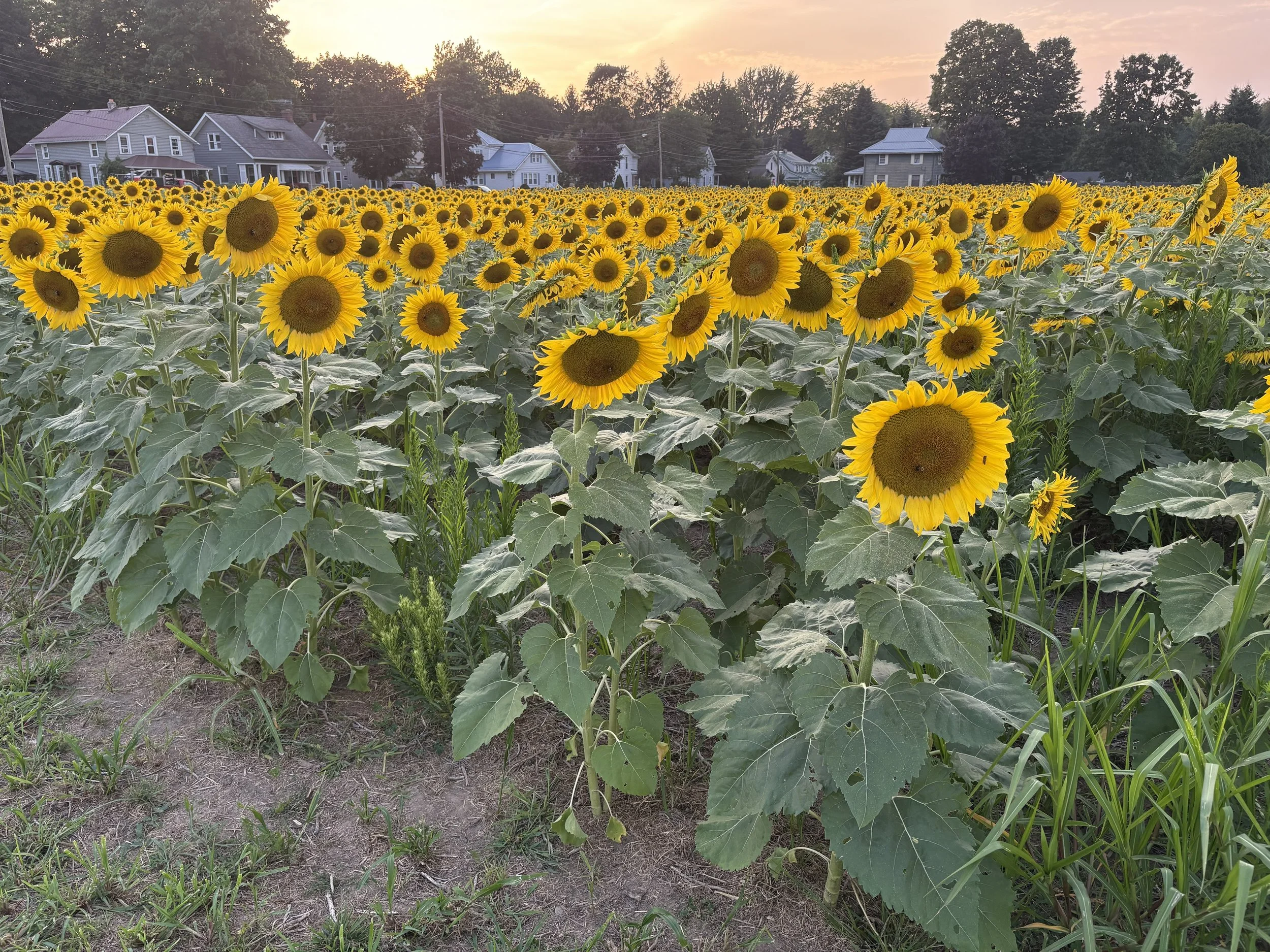 20250809_000655905_iOS.jpg
