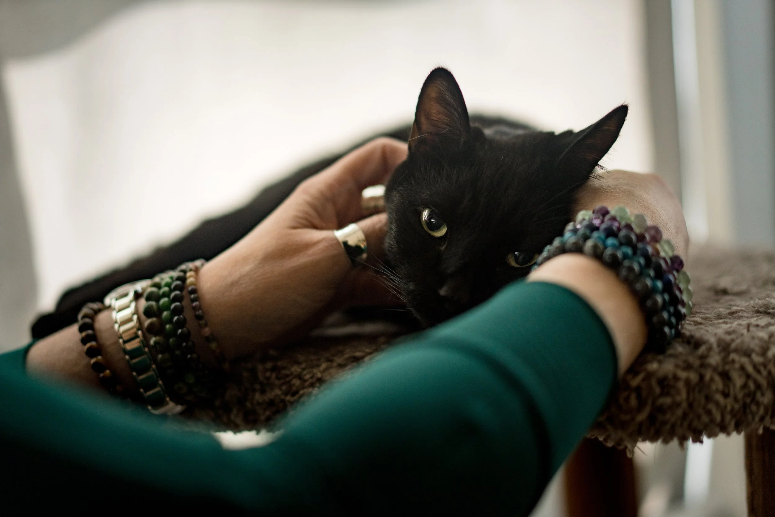 An image of an animal psychic hold a black cat whom is looking at the camera representing Professional Animal Communication & Pet Psychic Readings.