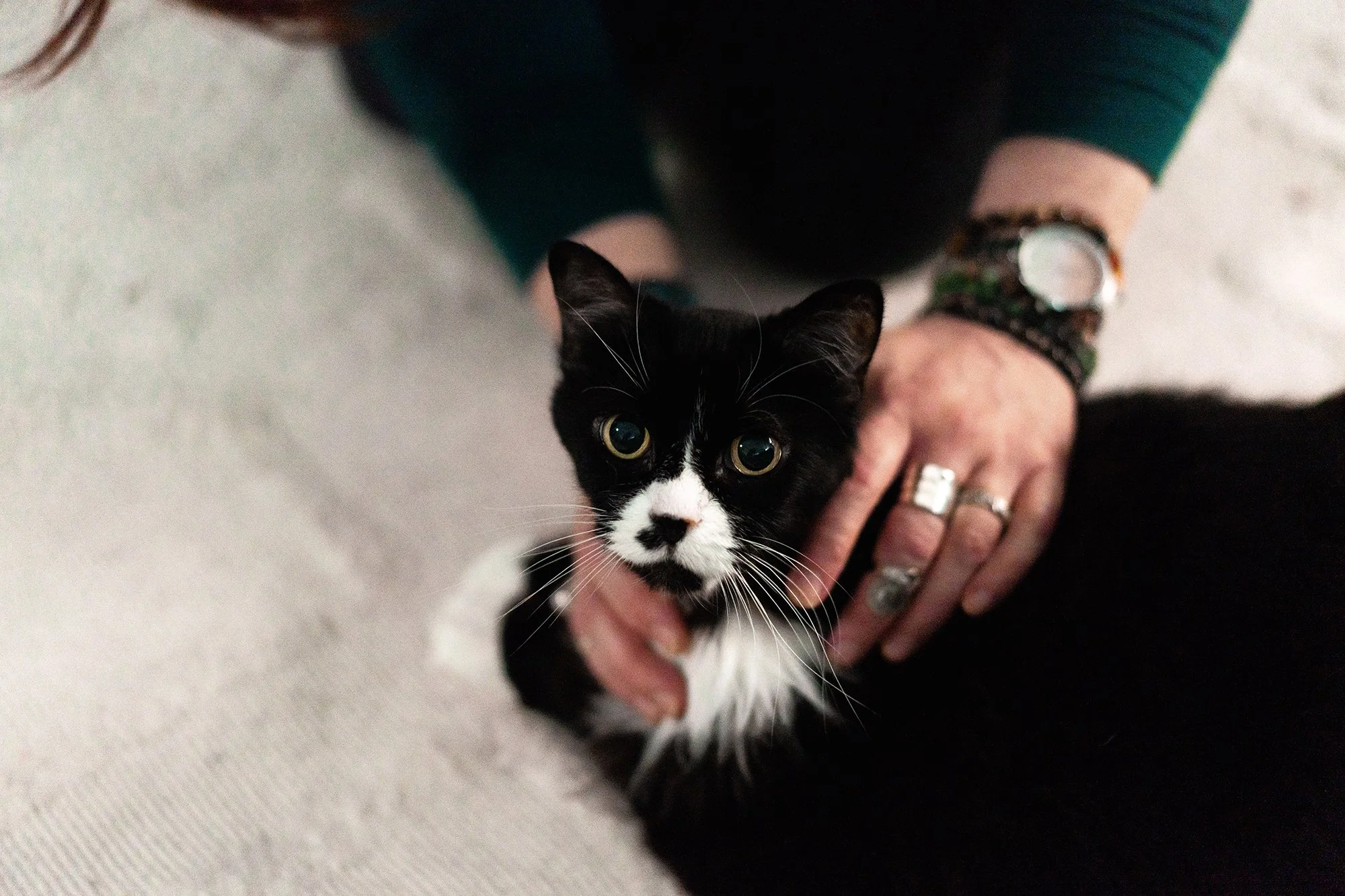 Pet psychic performing animal communication on a black and white cat.