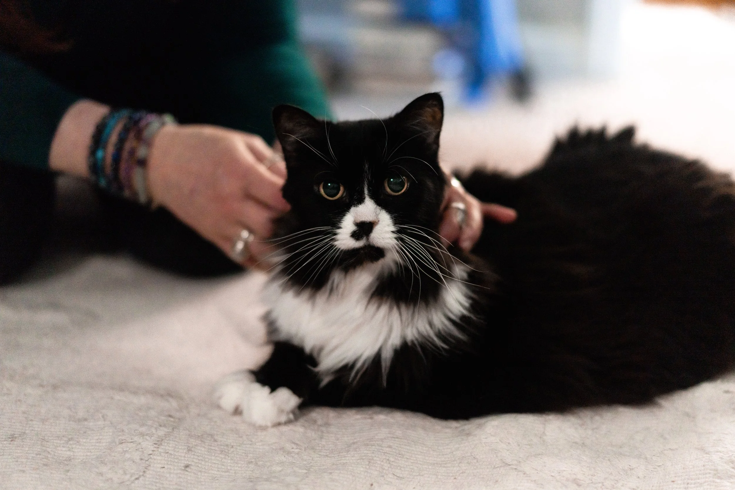 Black and white cat lying on a light-colored surface while someone pets it, wearing colorful bracelets on their wrist.