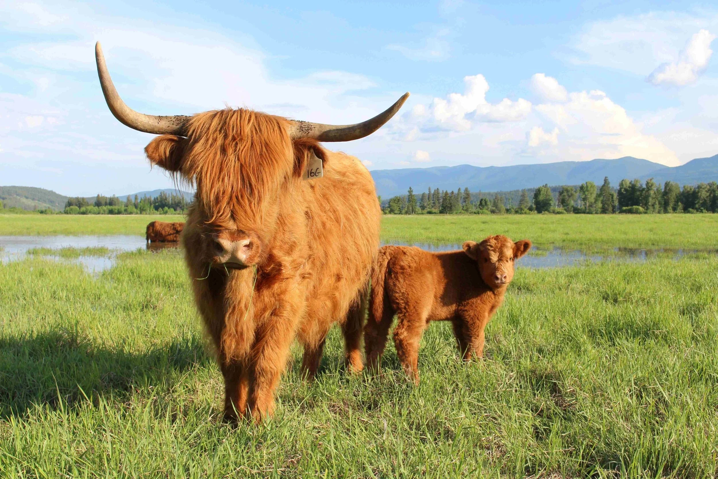 A large Highland cow with long horns and a young calf standing on a grassy field near a body of water, with mountains and a partly cloudy sky in the background.