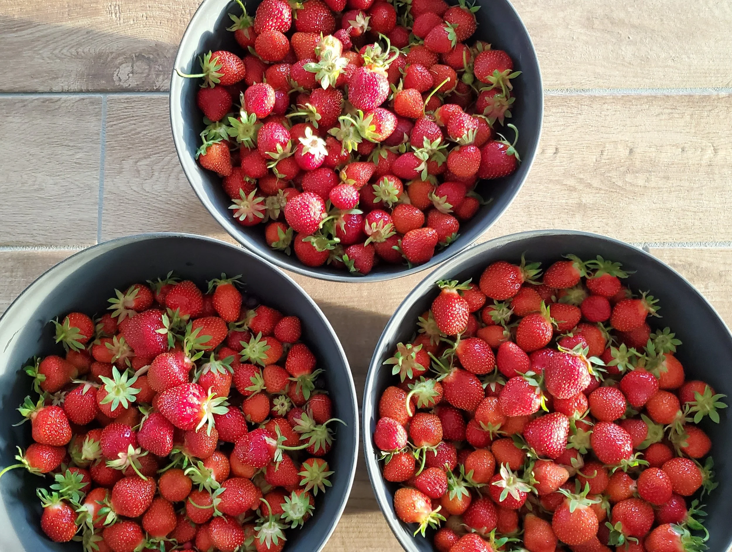 Strawberries RVR 2025.06.19 2.jpg