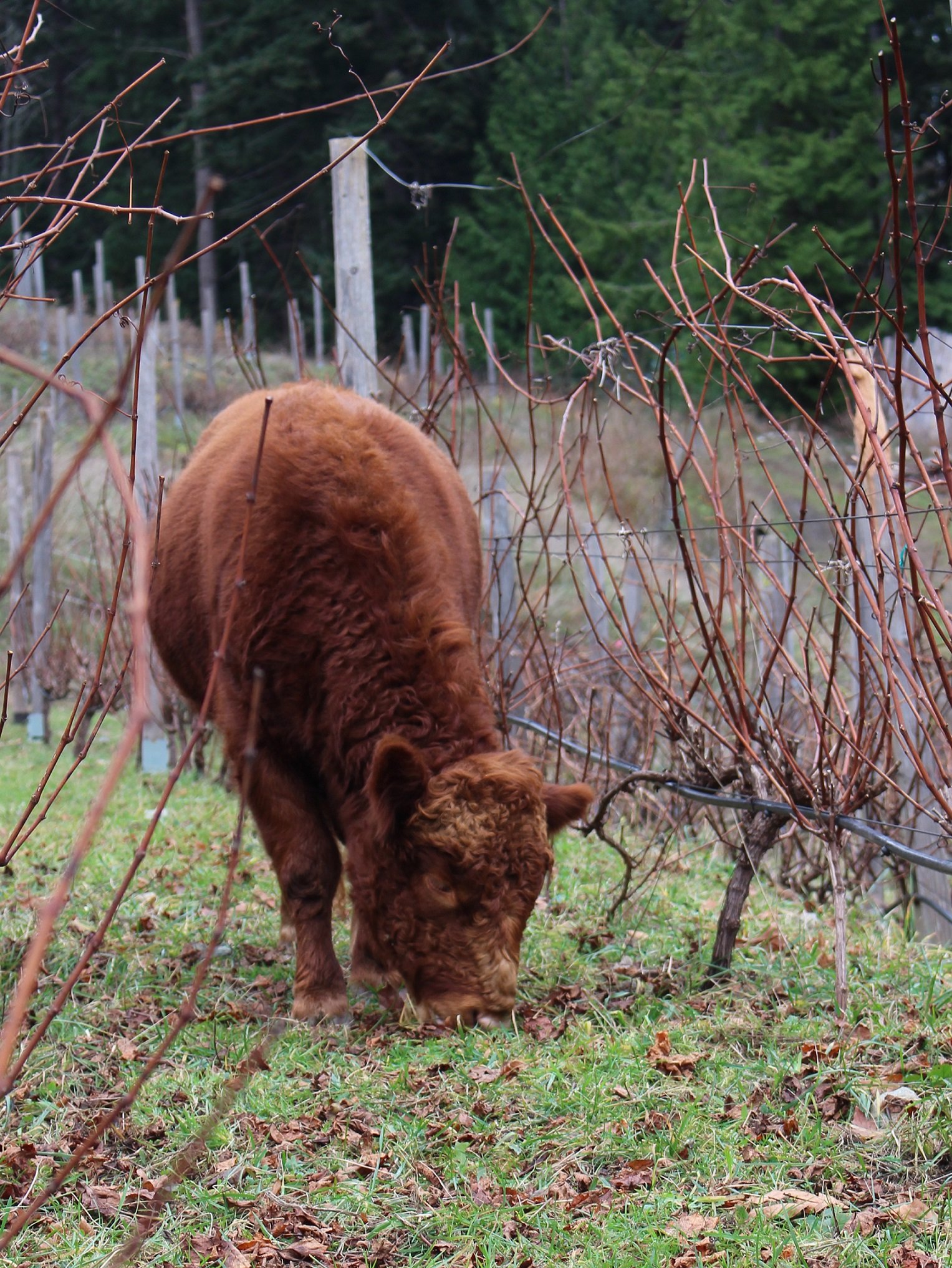 A brown cow grazing in a vineyard with leafless vines and a forest background.