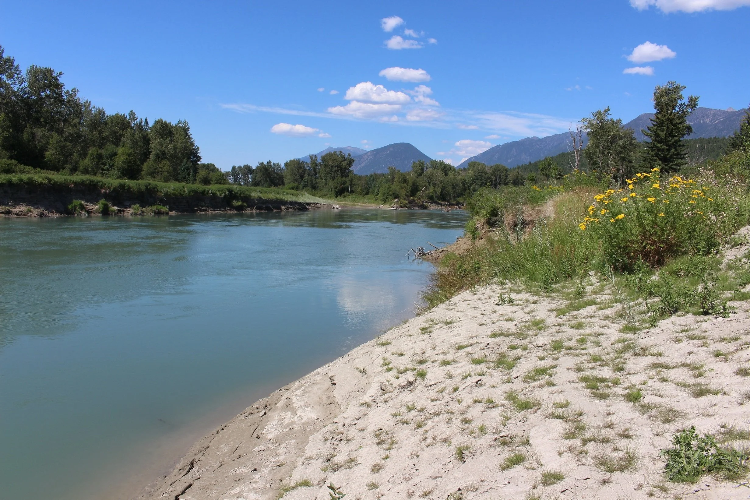 A river flowing through a natural landscape with trees and mountains in the background, and yellow wildflowers growing on a sandy riverbank.