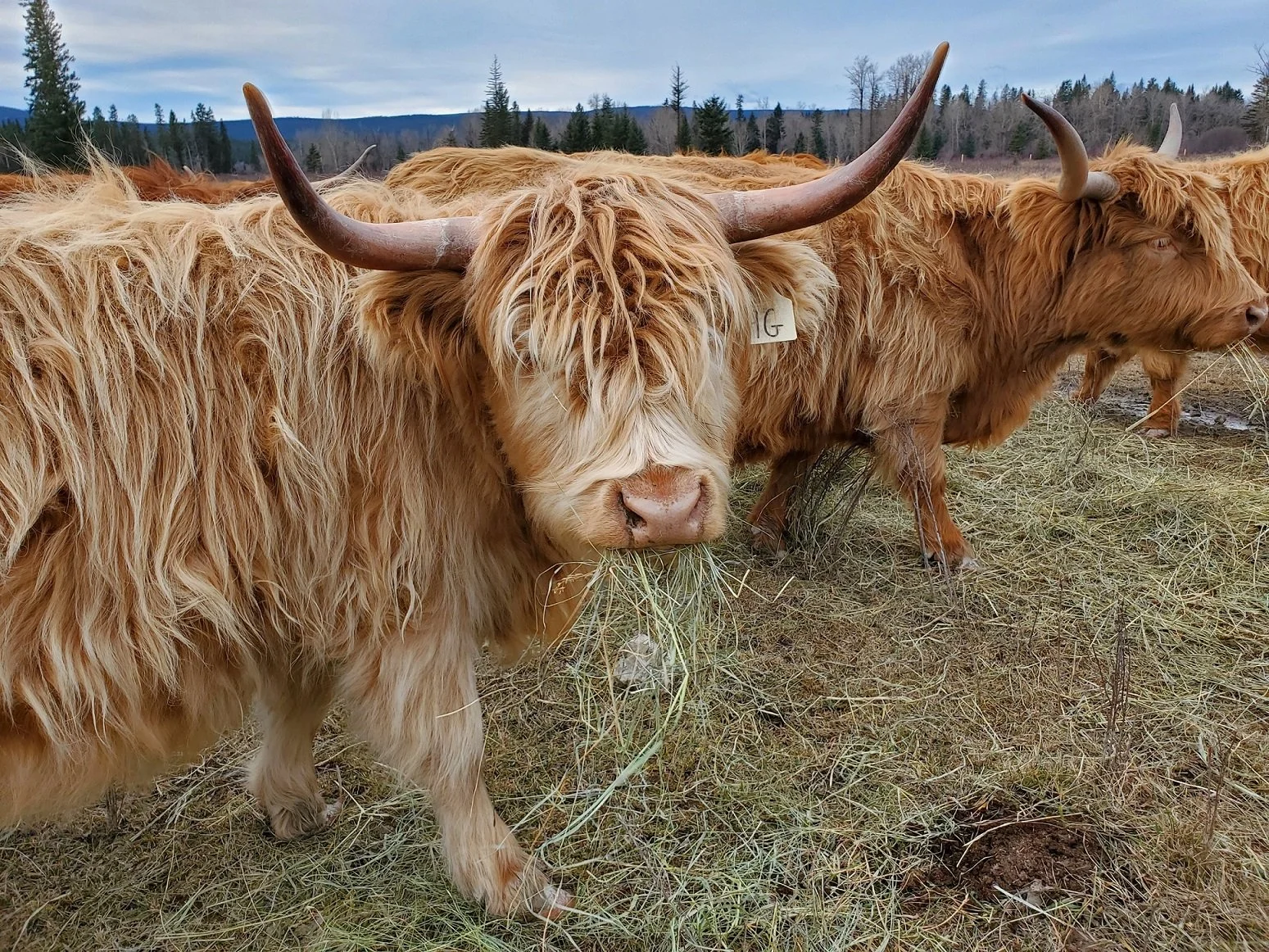 Two Highland cattle grazing outdoors, one facing forward with long horns and shaggy fur, the other facing sideways, in a field with trees and mountains in the background.