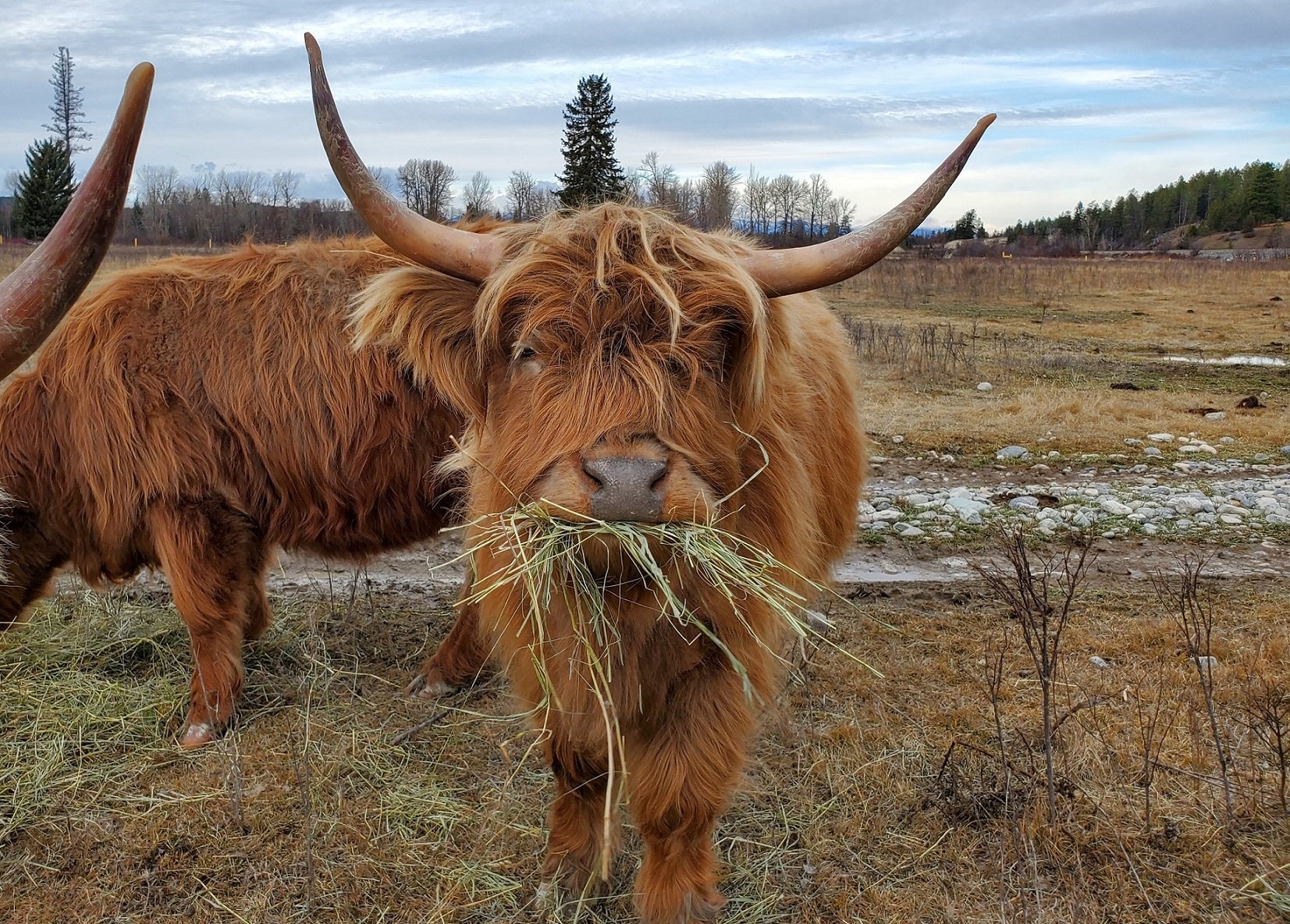 A Highland cow with long hair and large horns standing in a field, chewing on some grass.