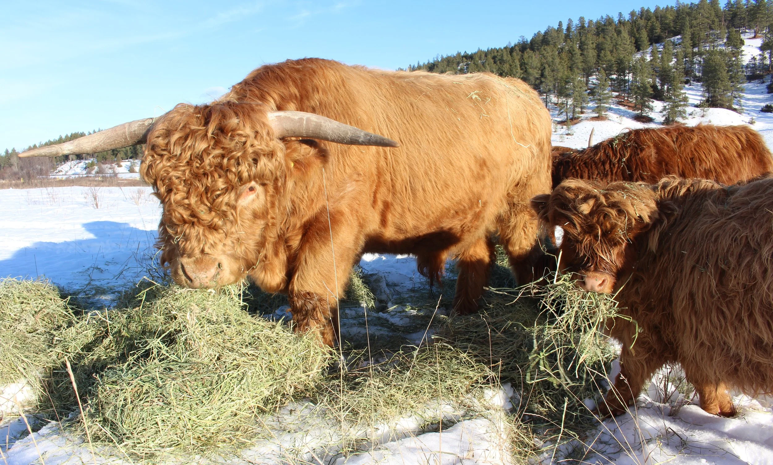 Three Highland cattle feeding on hay in a snowy field with trees and hills in the background.