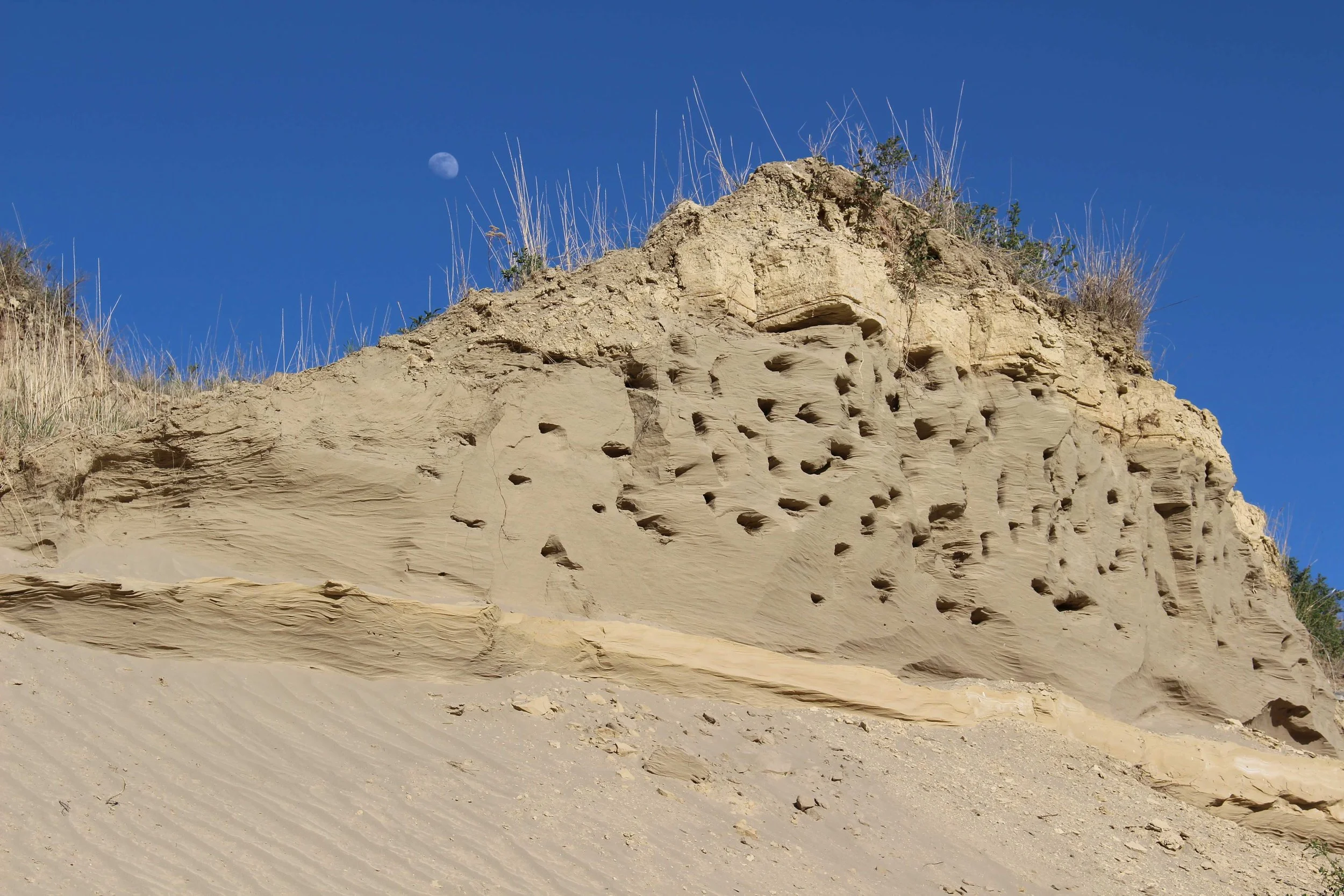 Bank Swallow Colony  RVR.JPG
