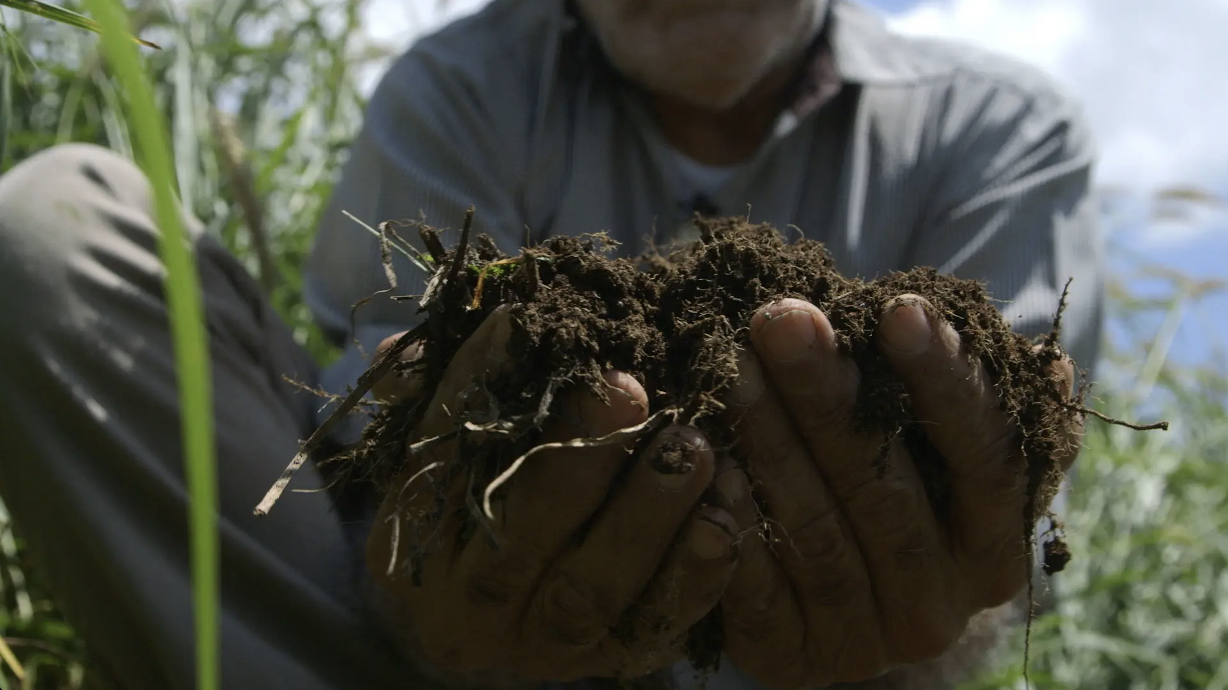 Person holding a clump of soil and roots in a field in Mexico, with green plants and a cloudy sky in the background.