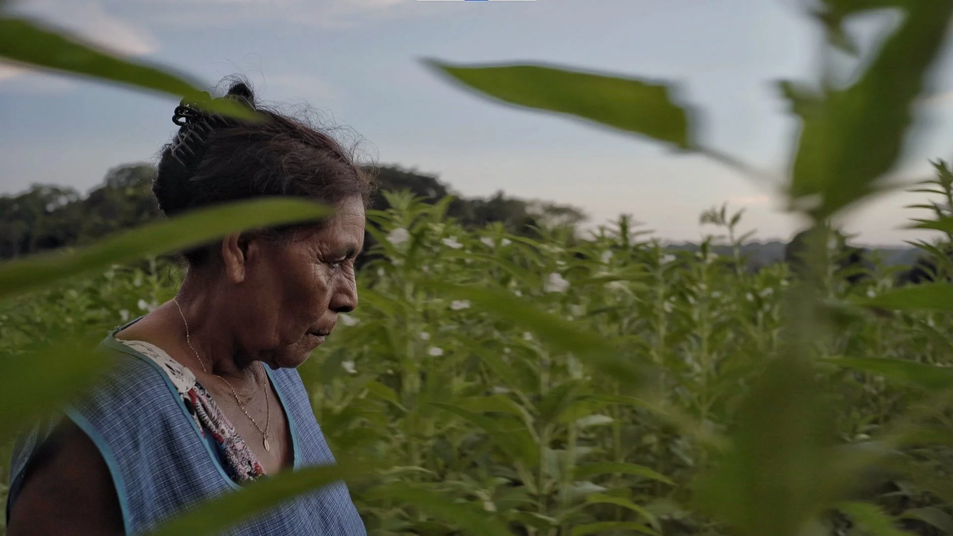 A Mexican elderly woman with dark hair in a bun, wearing a blue dress and necklace, standing in a green field of tall plants under a blue sky.