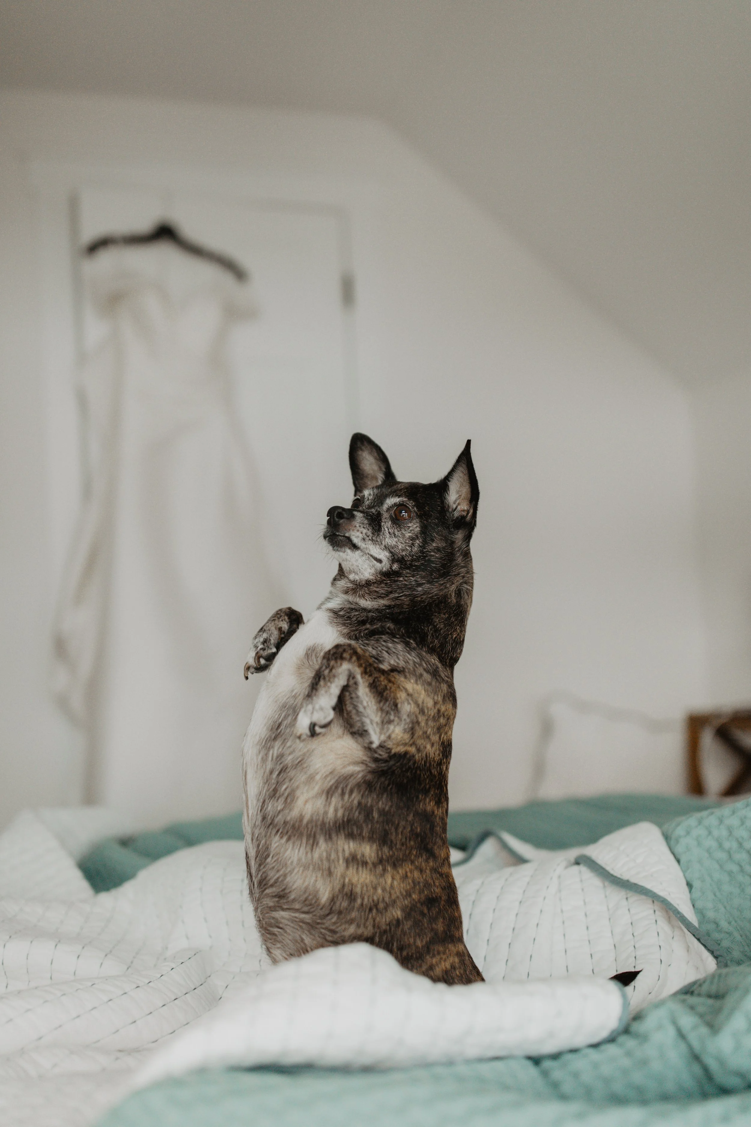 Small dog sitting on a bed, looking to the side, with a white shirt hanging in the background.