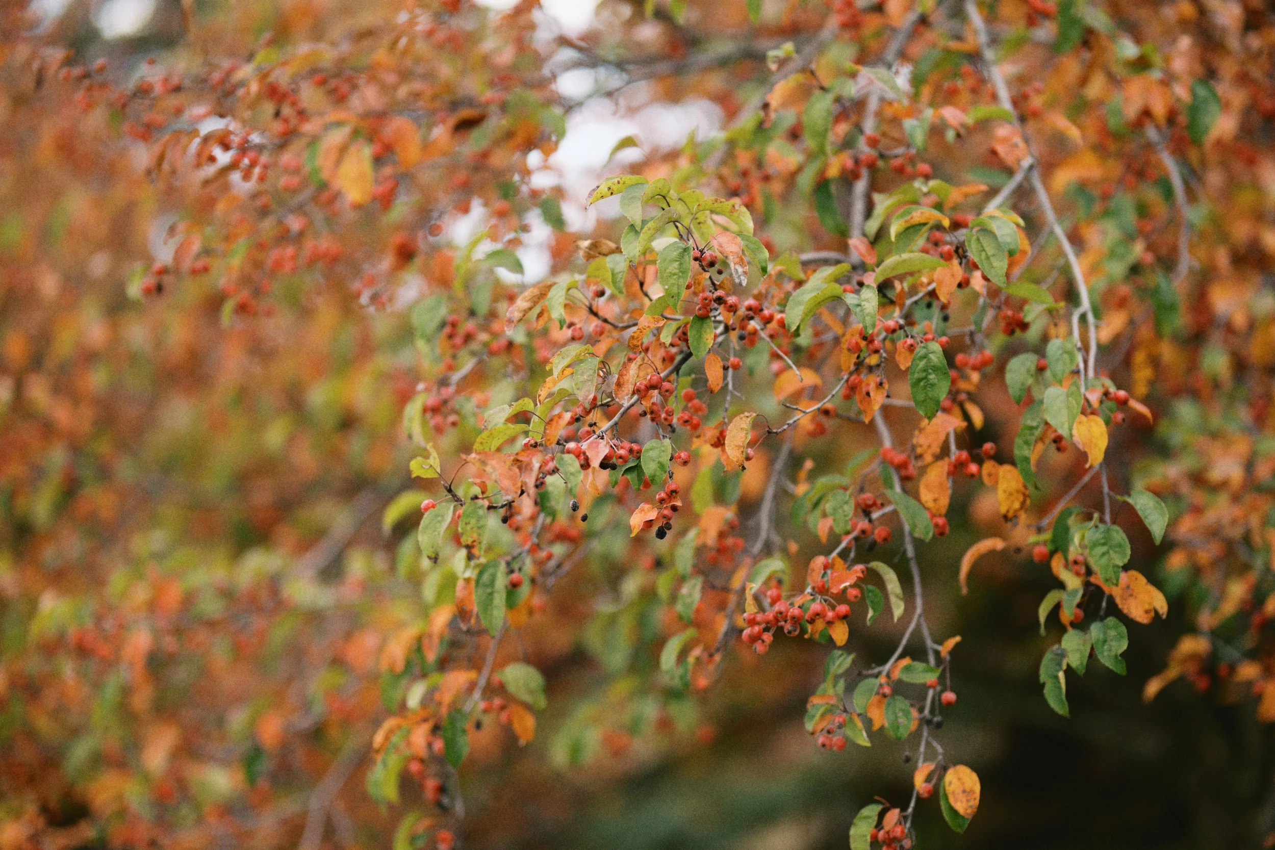 Copy of Jacob&Amanda_Wedding-600.jpg