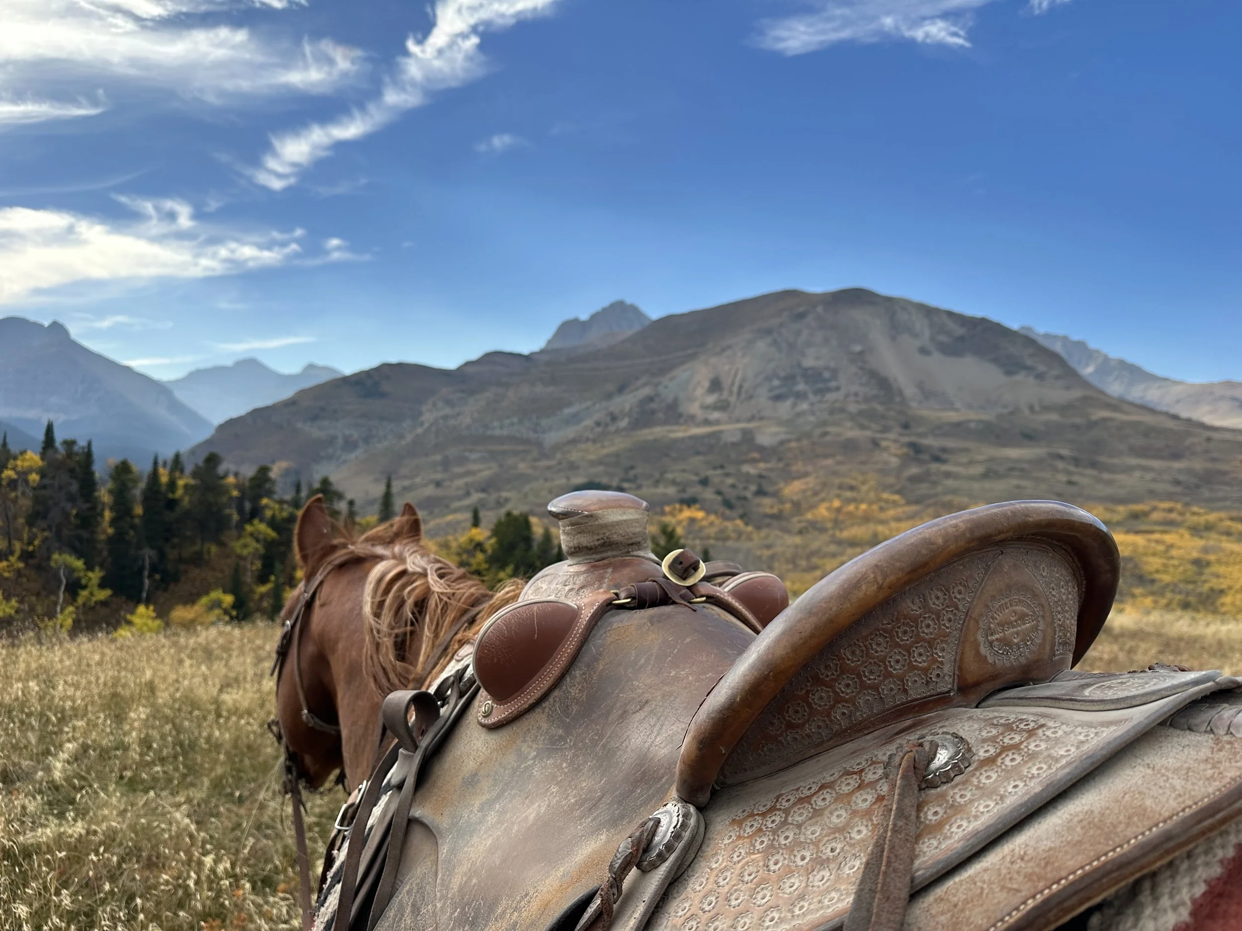 A close-up view of a saddled horse in a field with mountains in the background under a blue sky with some clouds.