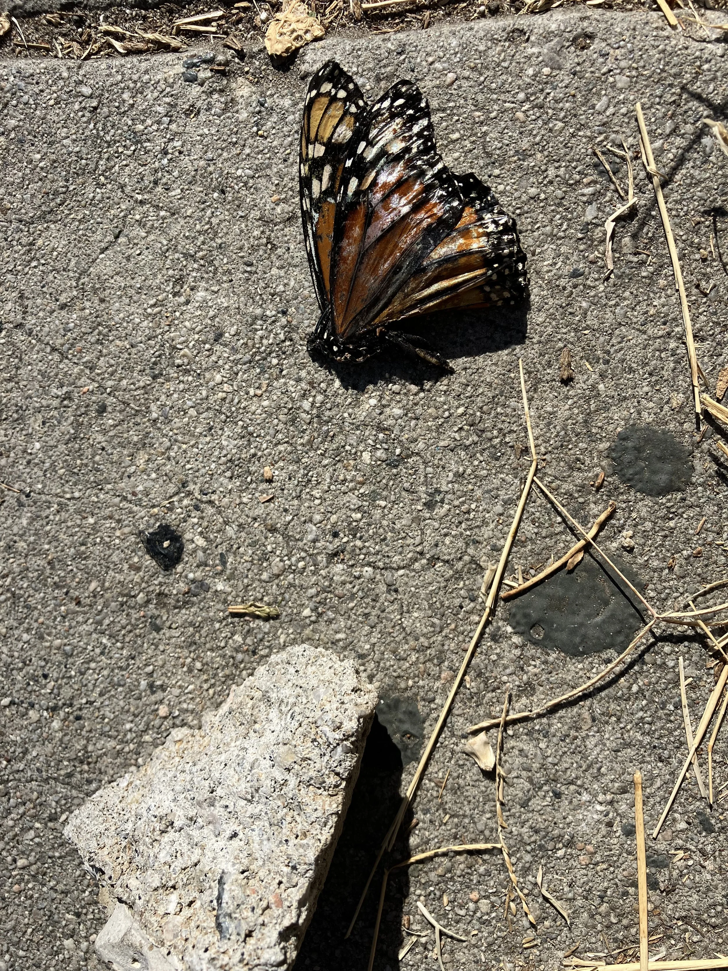 Monarch, Rock, and Death