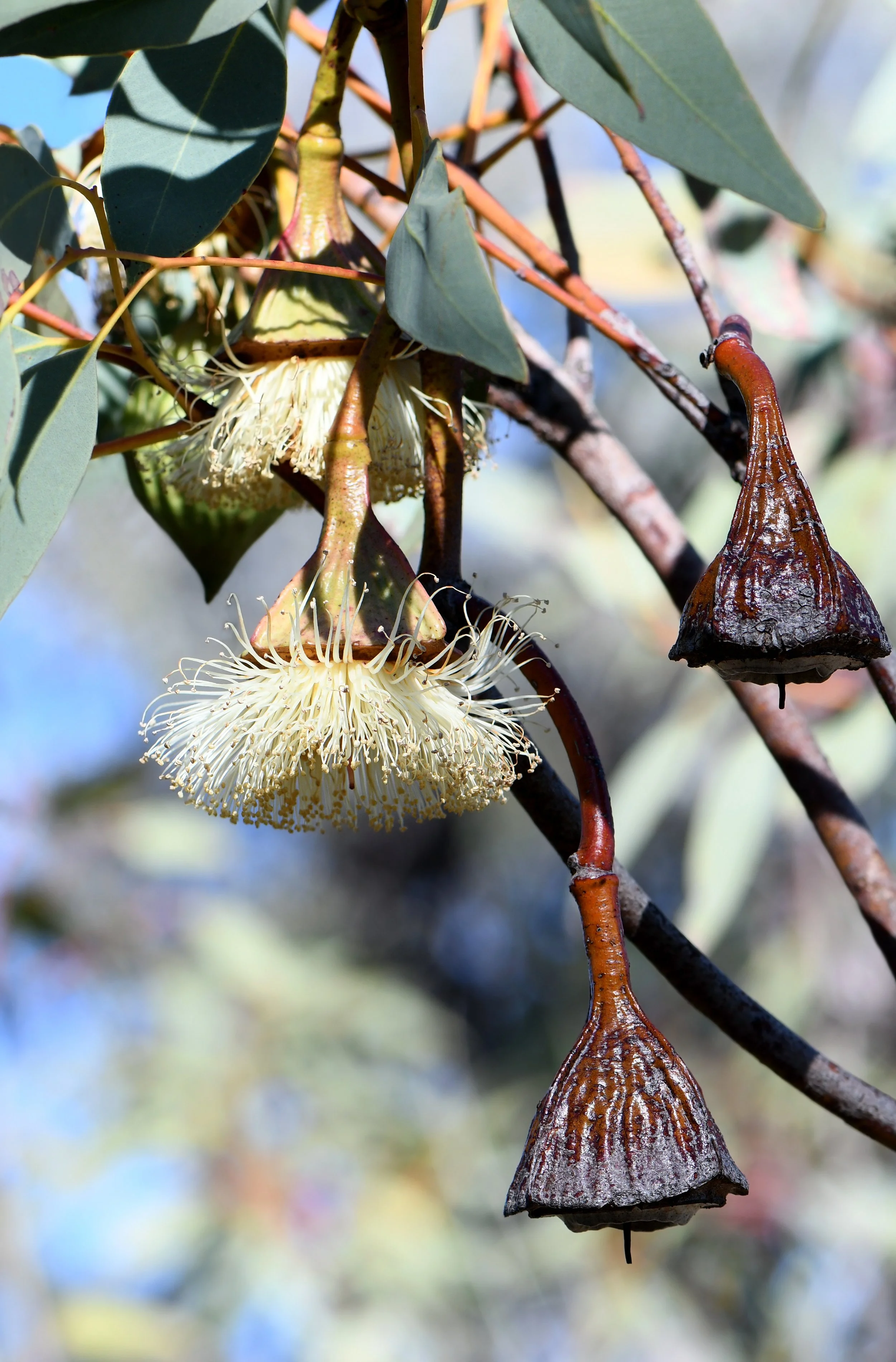 Close-up of a flowering gum tree with white, fluffy flowers and hanging brown seed pods.