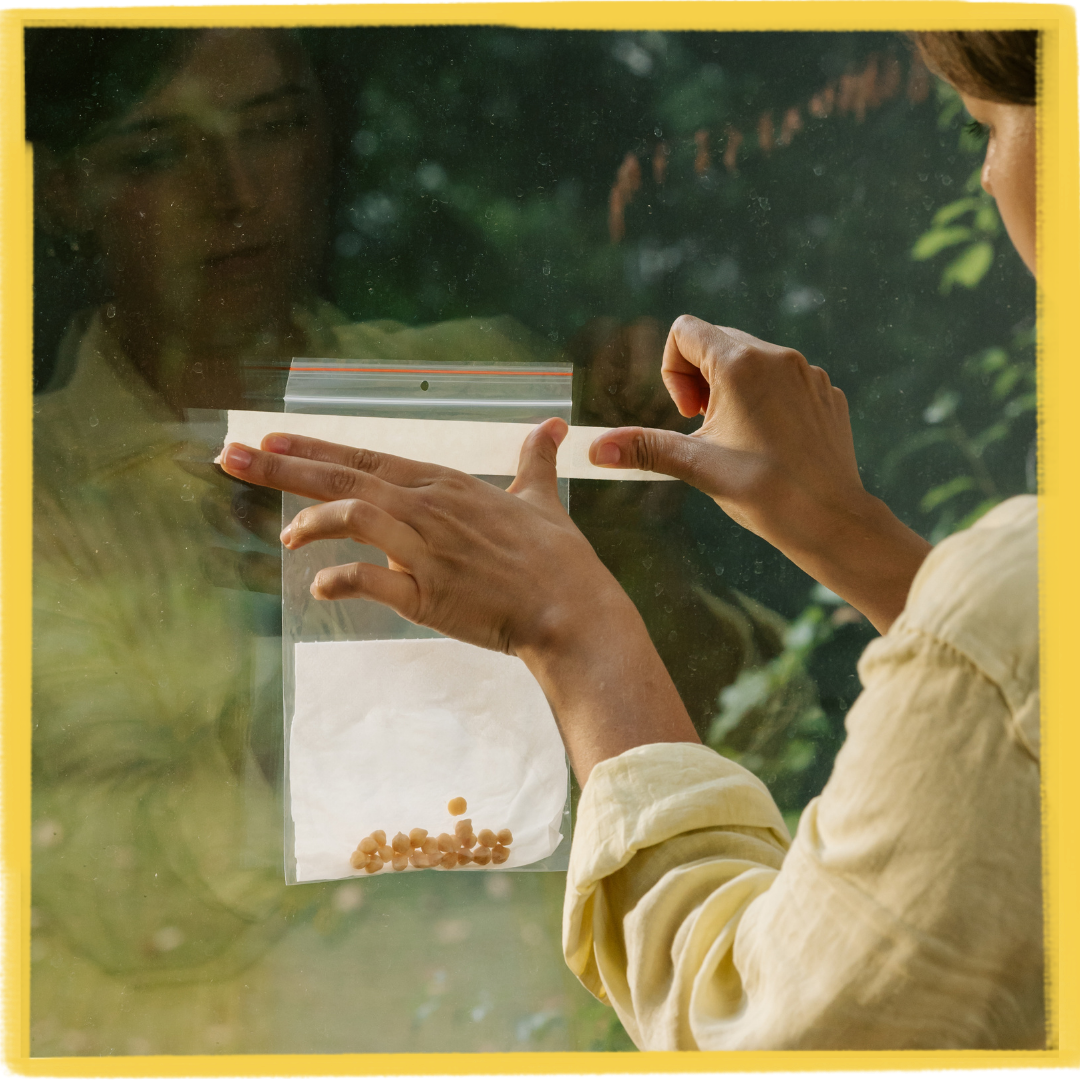 Backyard Science: Seed Germination Station
