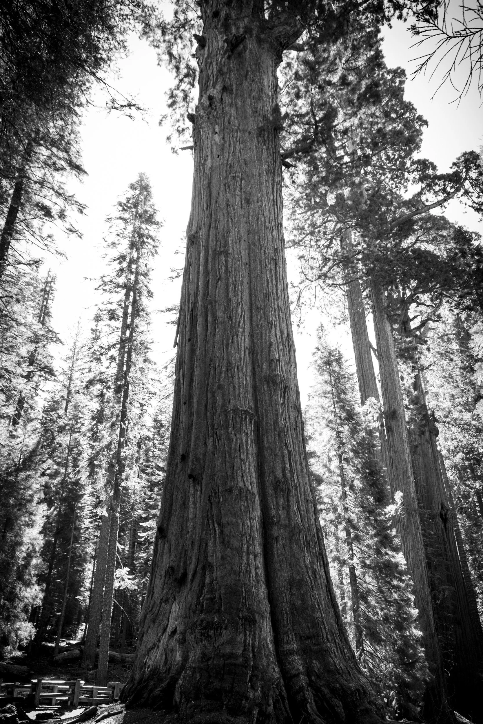 20170613_Sequoia_0130.jpg