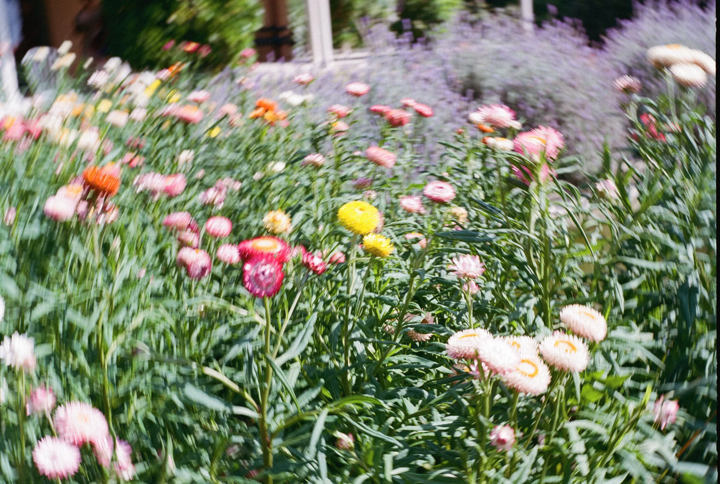 Sydney Wedding Film Photographer-62.jpg
