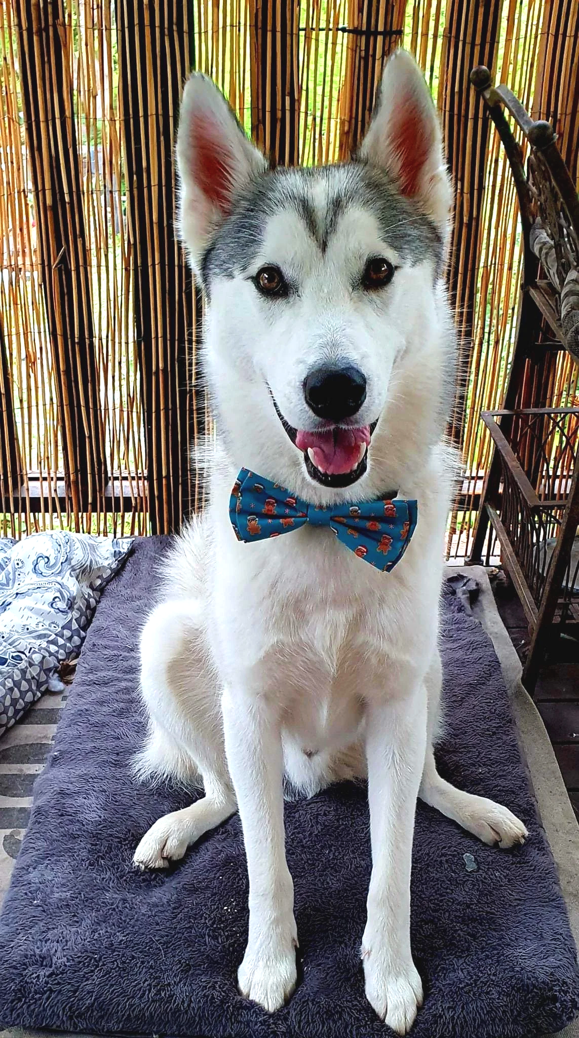 Husky Dax