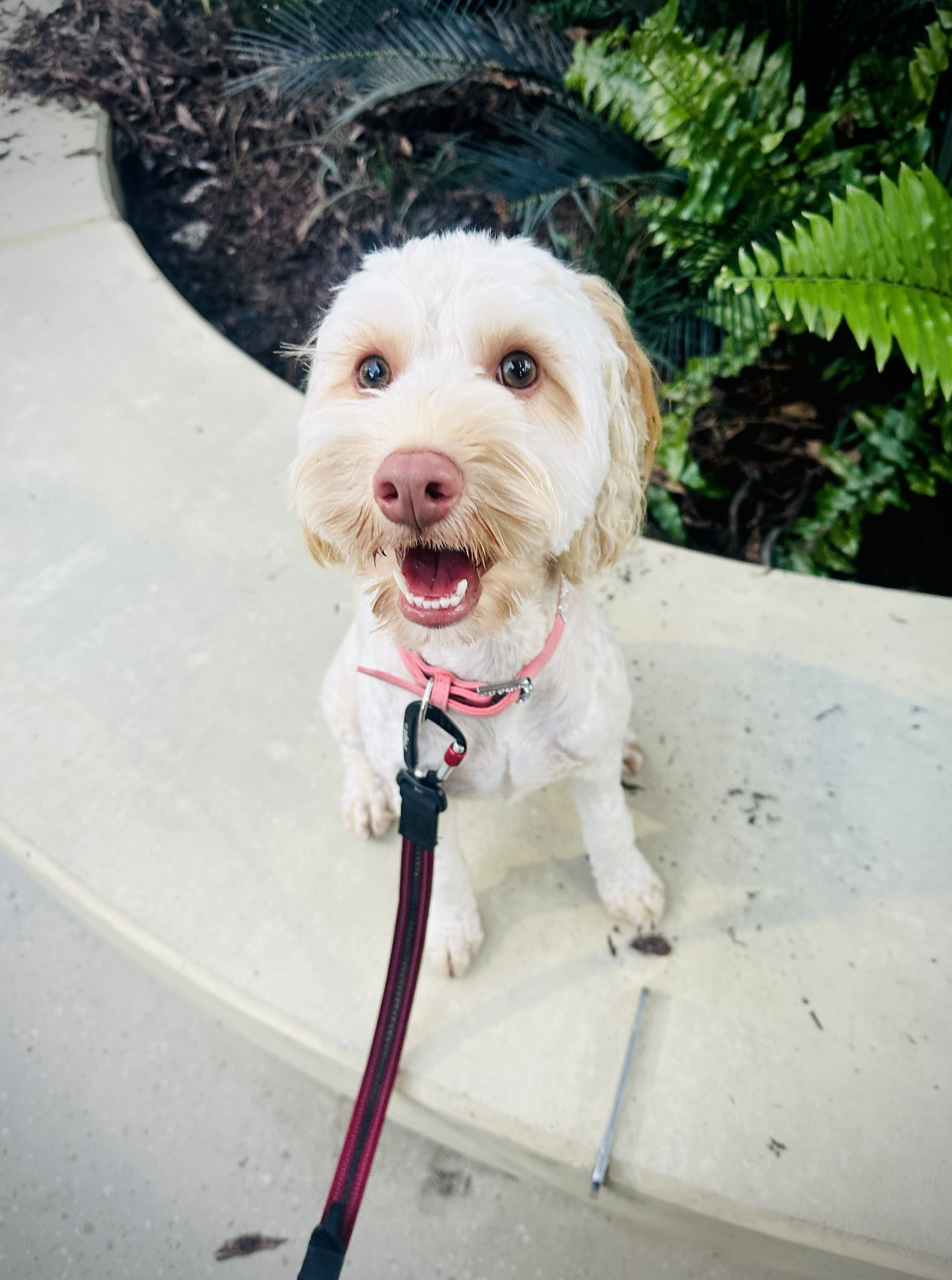 Homestay tallpuppy
