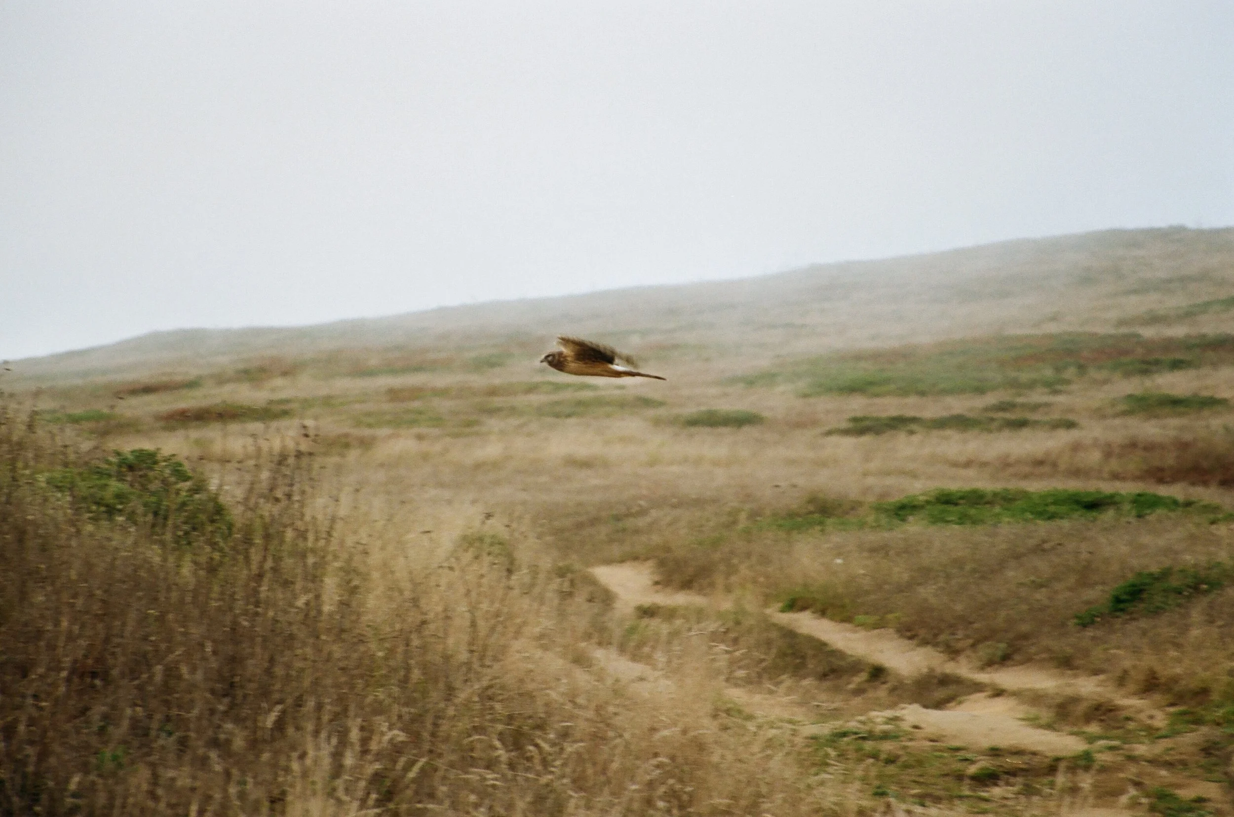 A hawk soaring over a grassy, hilly landscape with a cloudy sky.